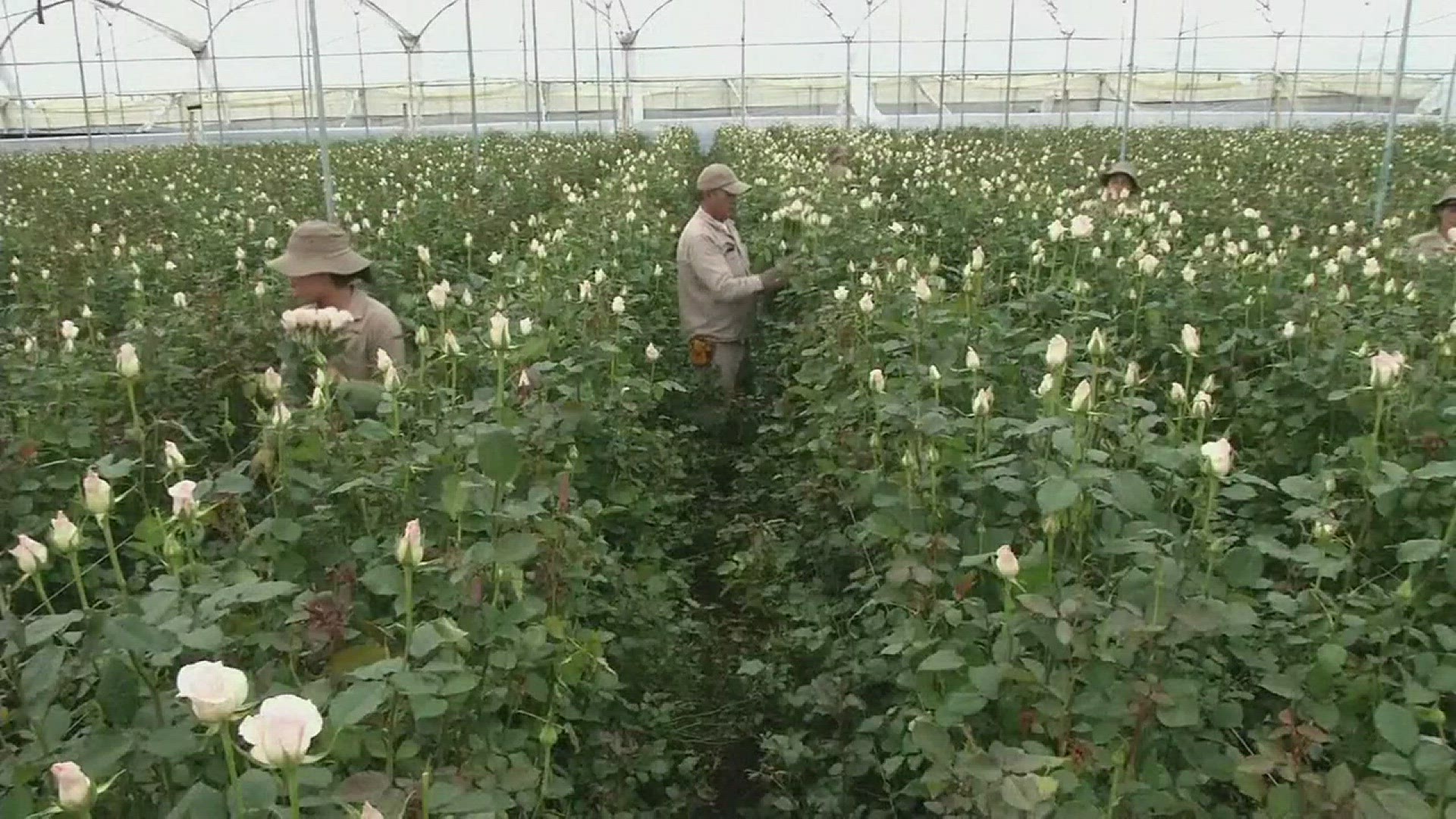 Roses to be imported from Colombia for Valentine's Day