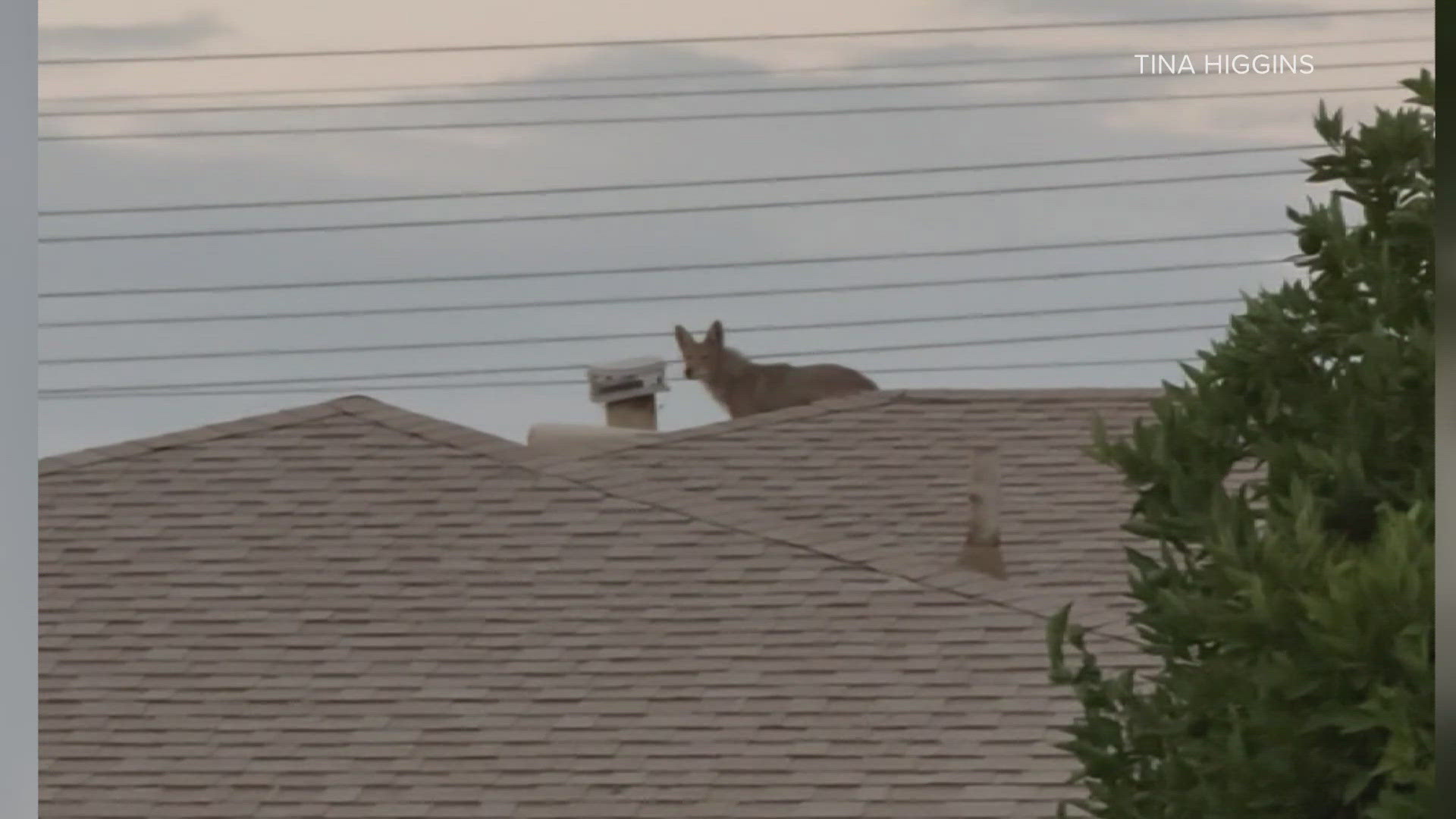 The coyotes have killed pets and neighbors are fearful of going out at night.