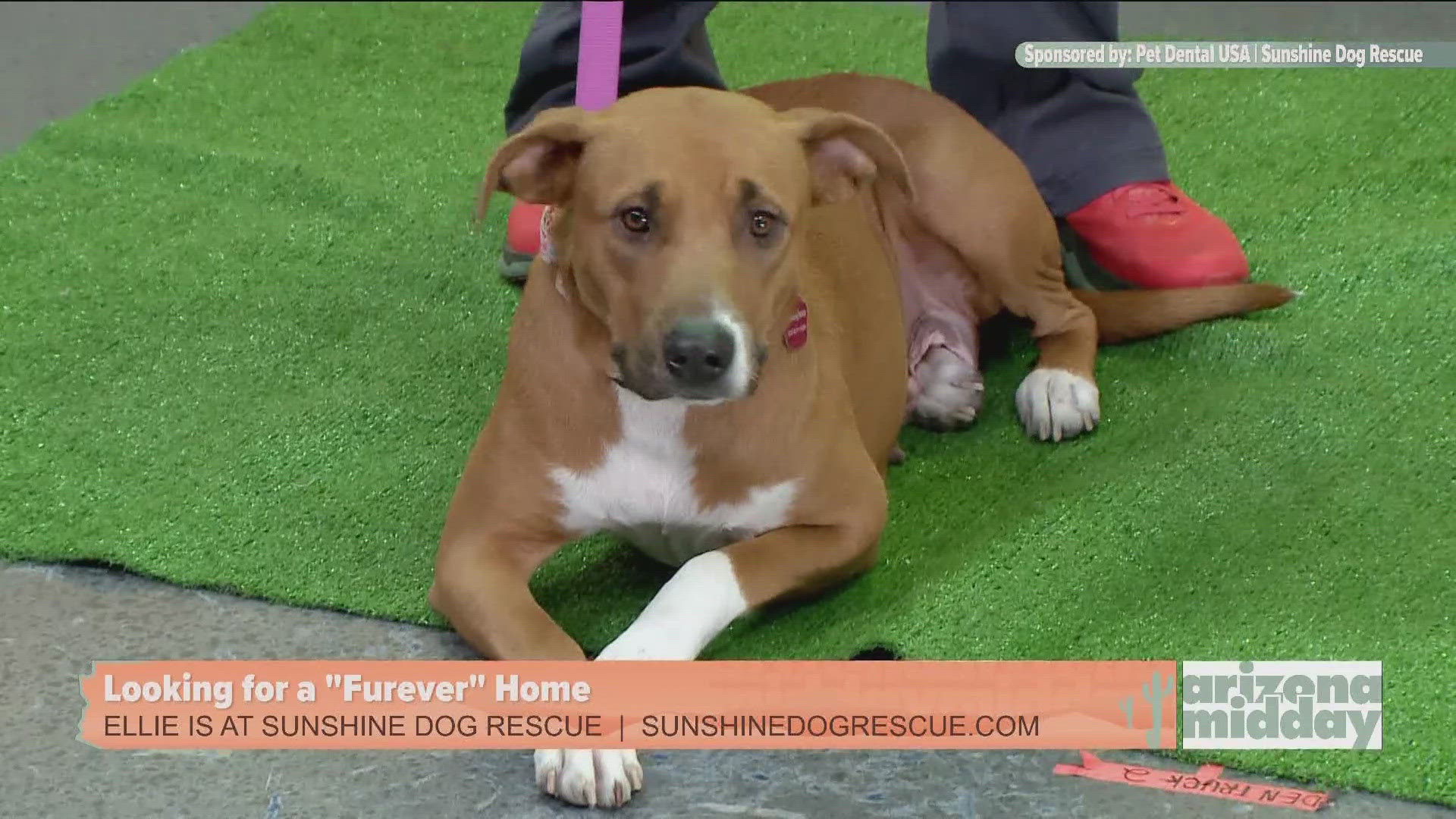 Sunshine Dog Rescue brought 2-year-old Ellie to help her find her “furever” home and to assist Krystle Long with this weekend's Fido's Forecast.