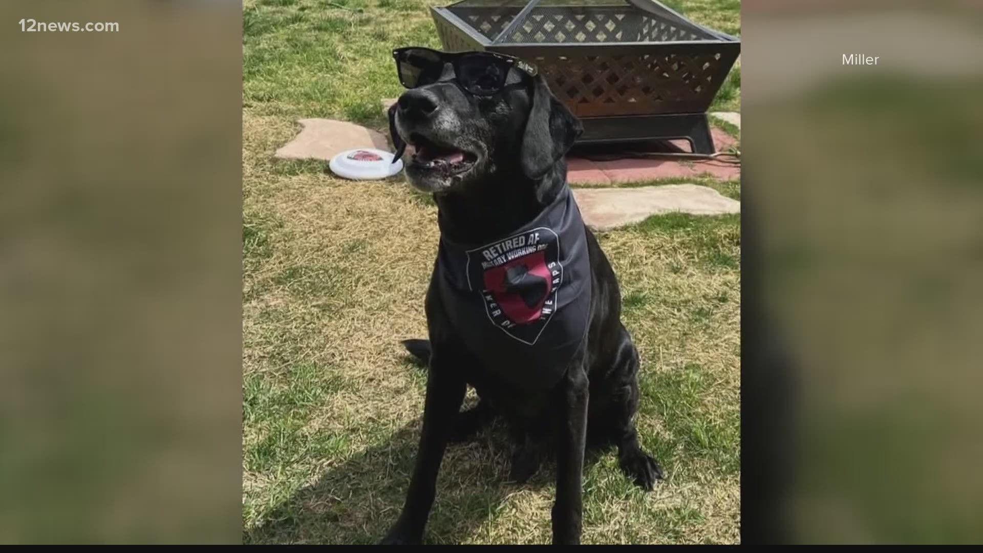 A retired, Arizona military dog is in the running for a prestigious award honoring his lifetime of life-saving work around the world.