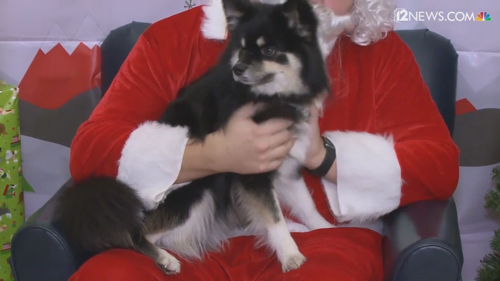 Your pet can get in on the holiday fun by posing for a photo with Santa this weekend.
