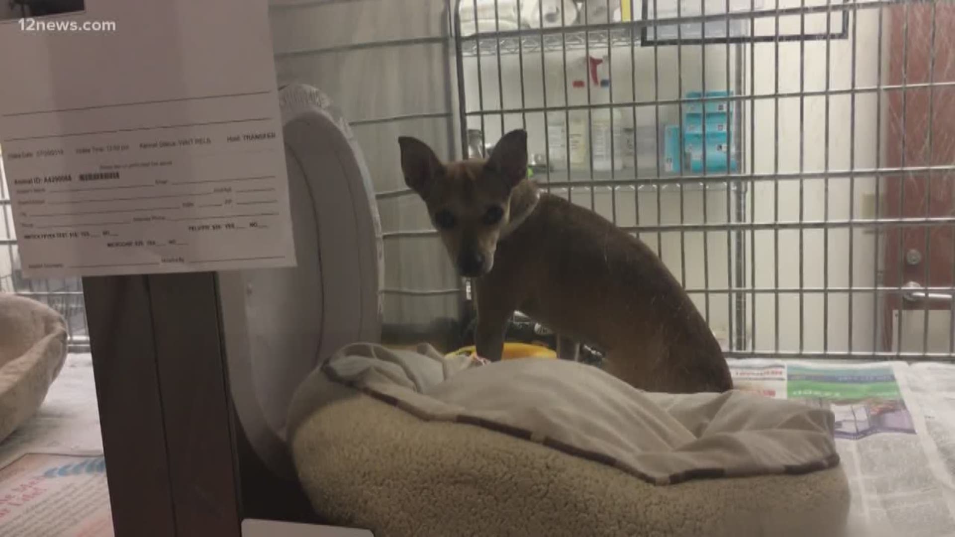 Maricopa County Animal Care and Control has come under fire after social media posts claim that dogs are living in dangerously hot conditions inside the shelter's nine kennels. The staff at MCACC says they're doing everything to keep their animals safe.