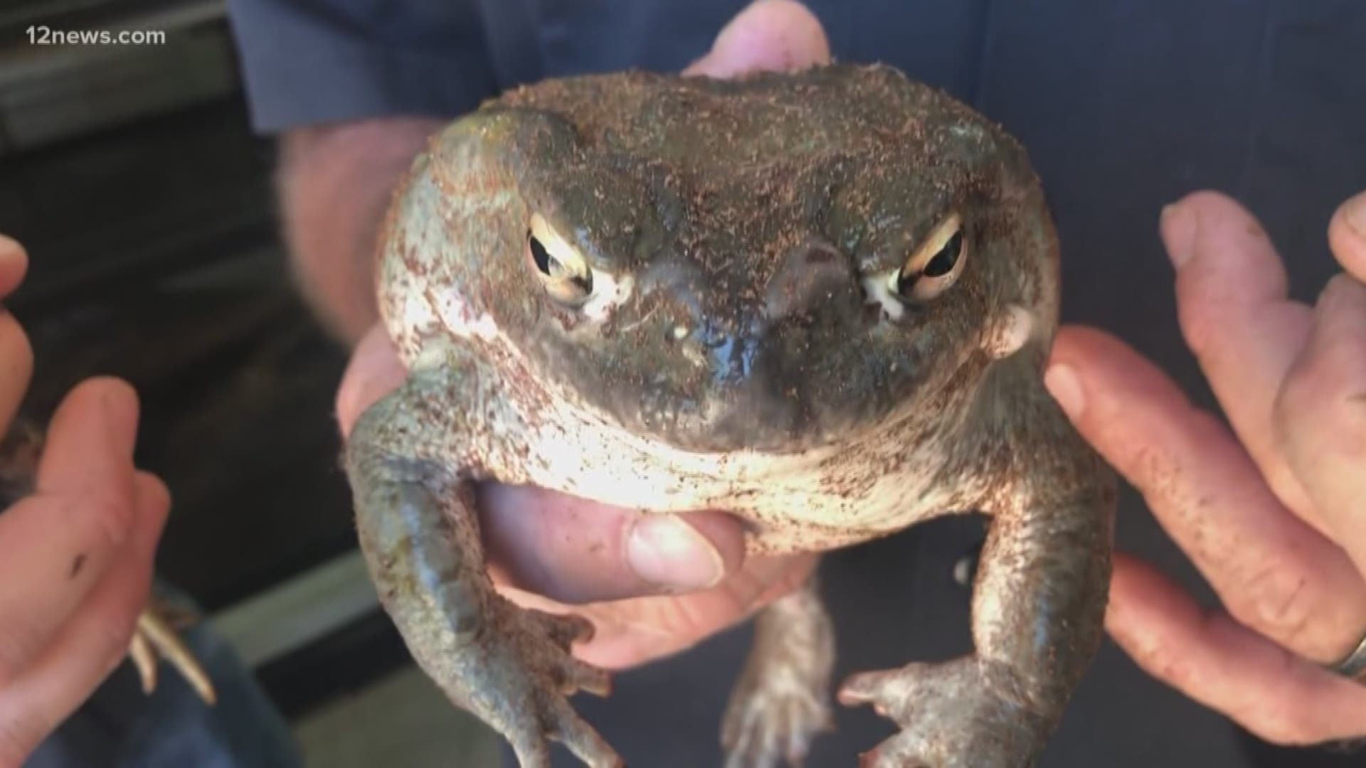 The monsoon rain is bringing more than relief to Arizona, it's also bringing out the Sonoran Desert toads. Here are some tips to keep your pets safe around the cold-blooded hoppers.