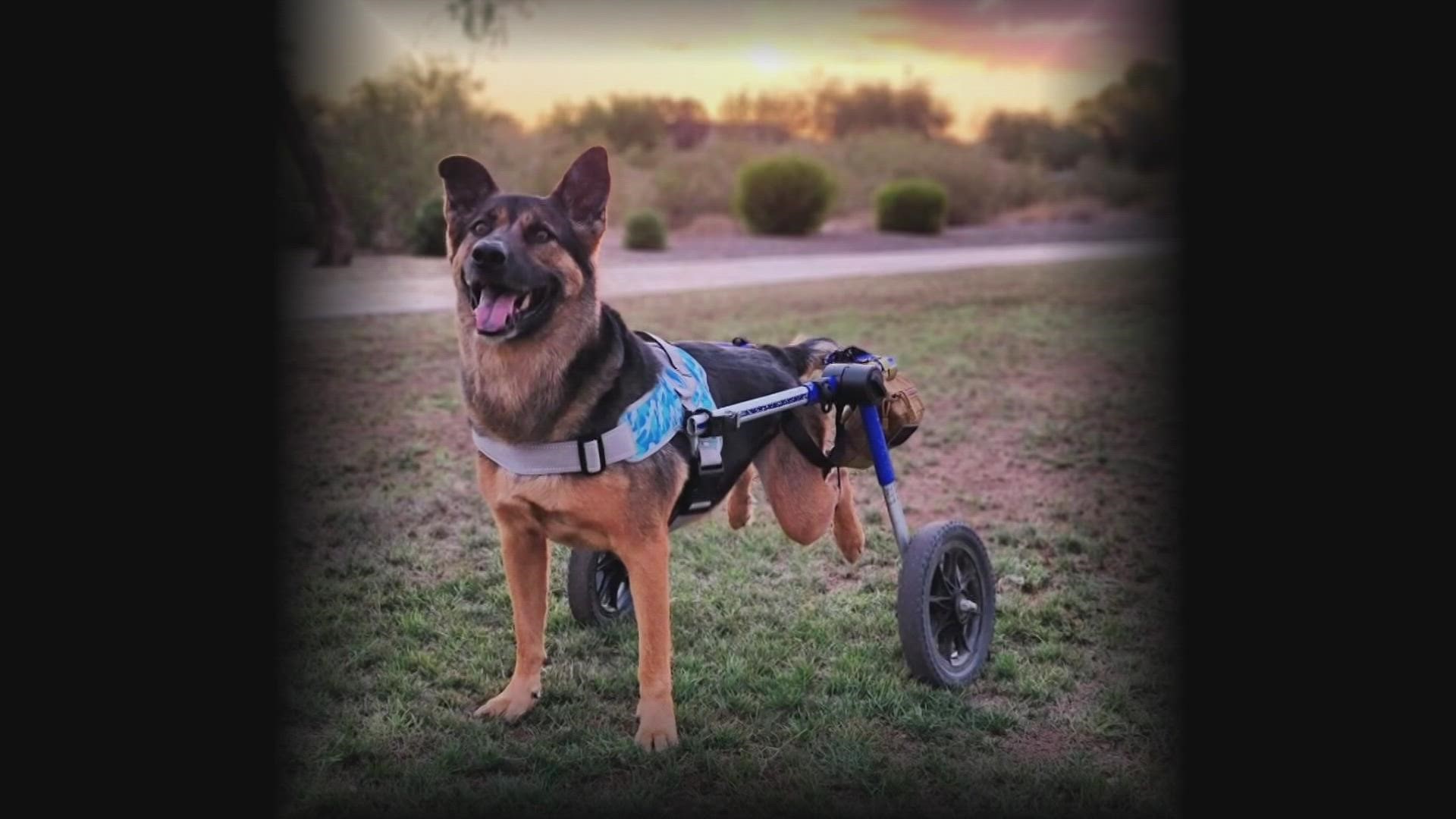 Donnie, a Belgian Malinois/German Shepherd mix from Surprise, has won a spot in the 2023 Walkin’ Pets Calendar. The beloved dog sadly passed away earlier this year.