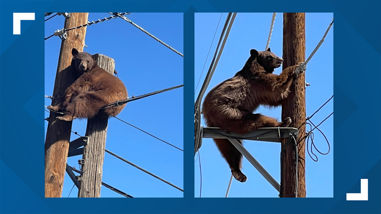 Bear down? Southern Arizona highway briefly closed after bear climbs ...