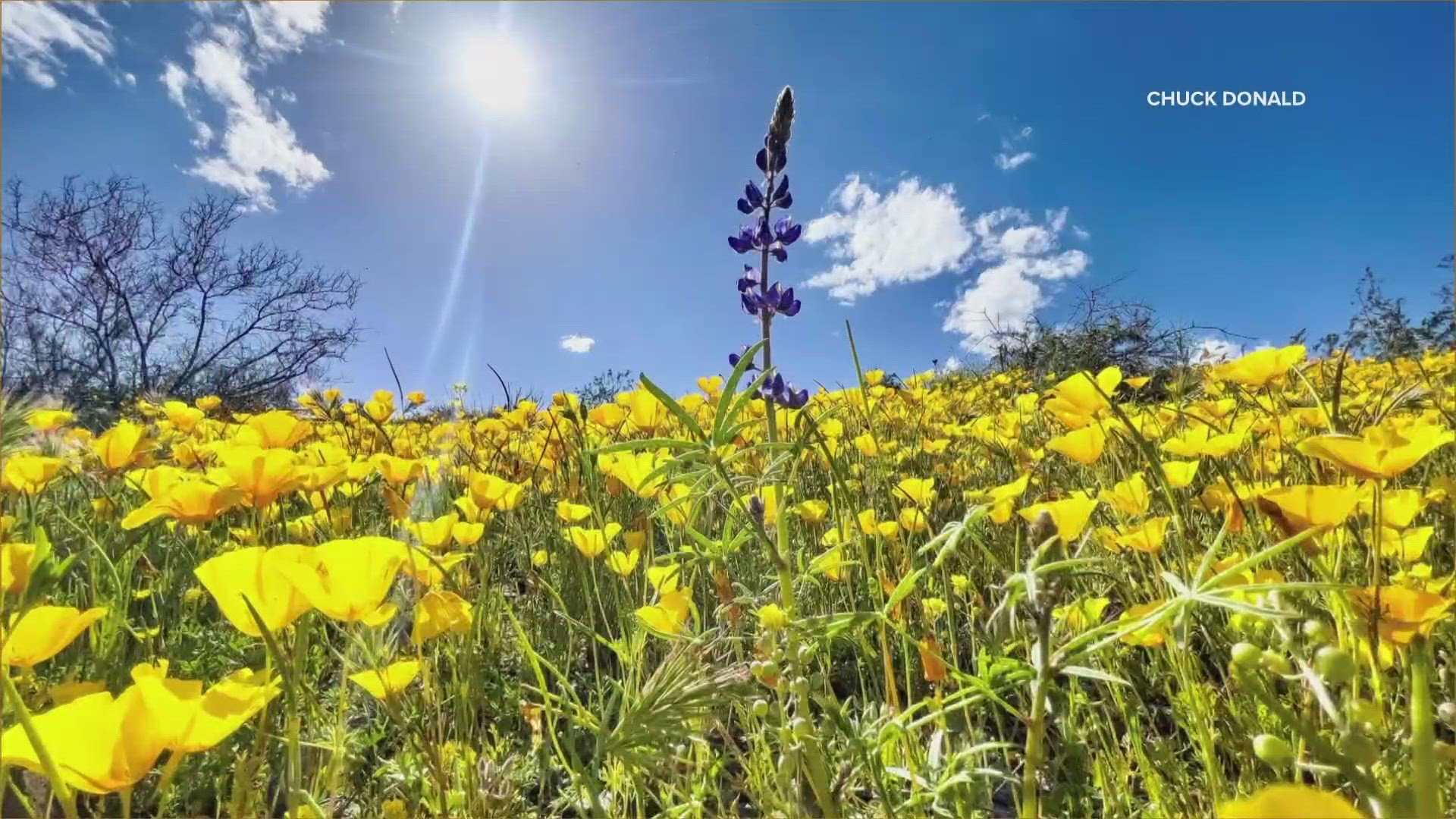 Last year was a superbloom. While this year won't be as spectacular, it's still well above average.