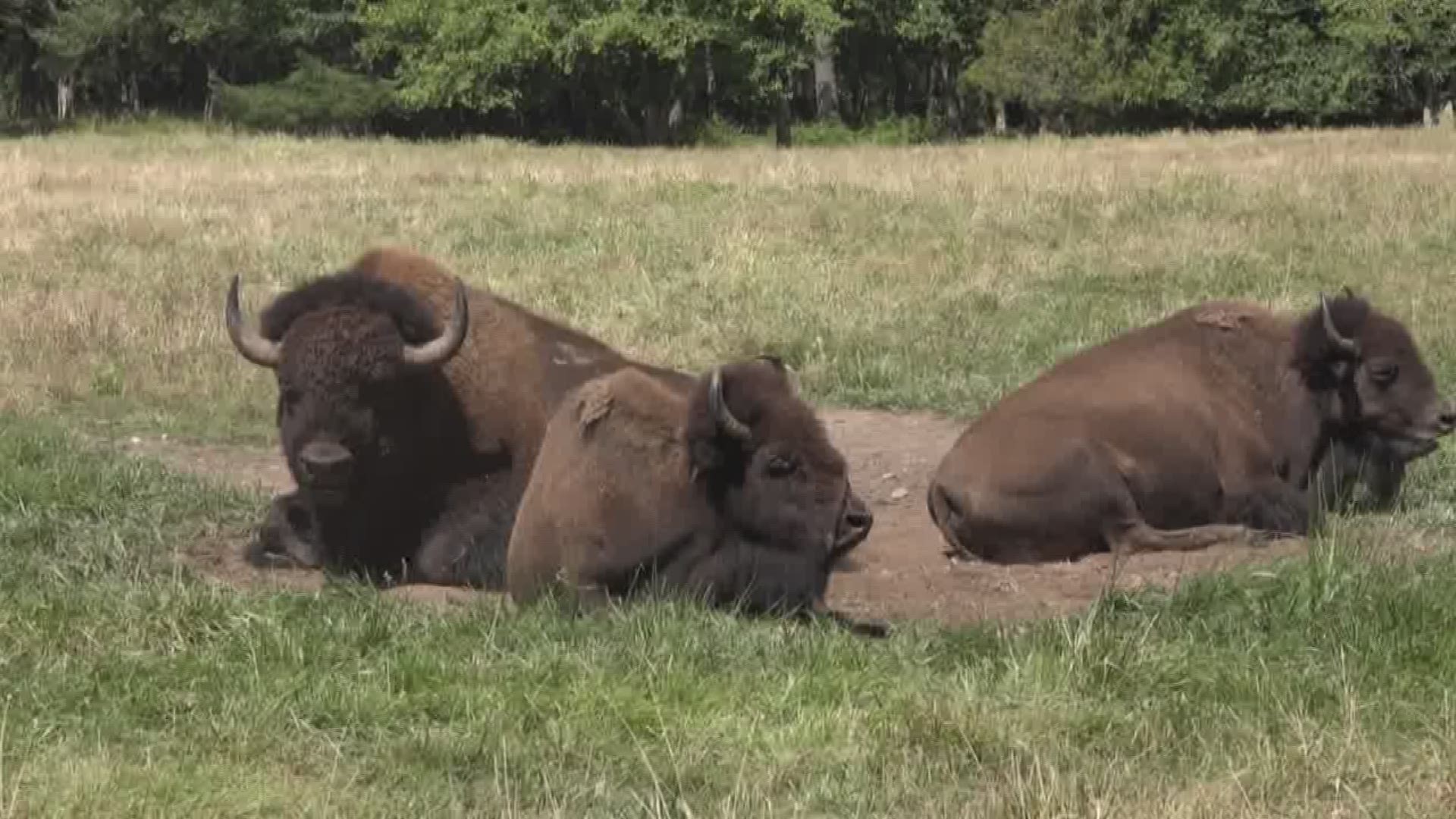 The National Park Service at The Grand Canyon is experiencing a boom in bison population and preparing a reduction plan for the park.