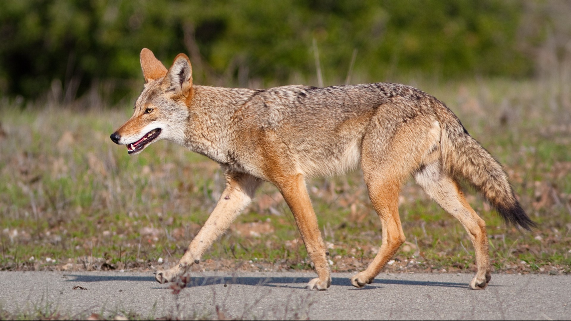 Local Opinion: It's time to end wildlife killing contests in Arizona