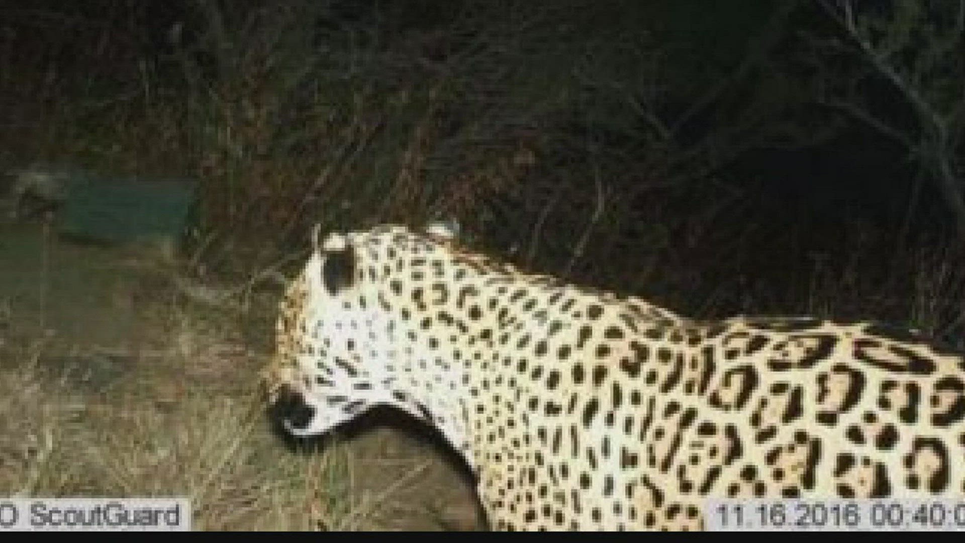 New evidence of a rare jaguar in Arizona.