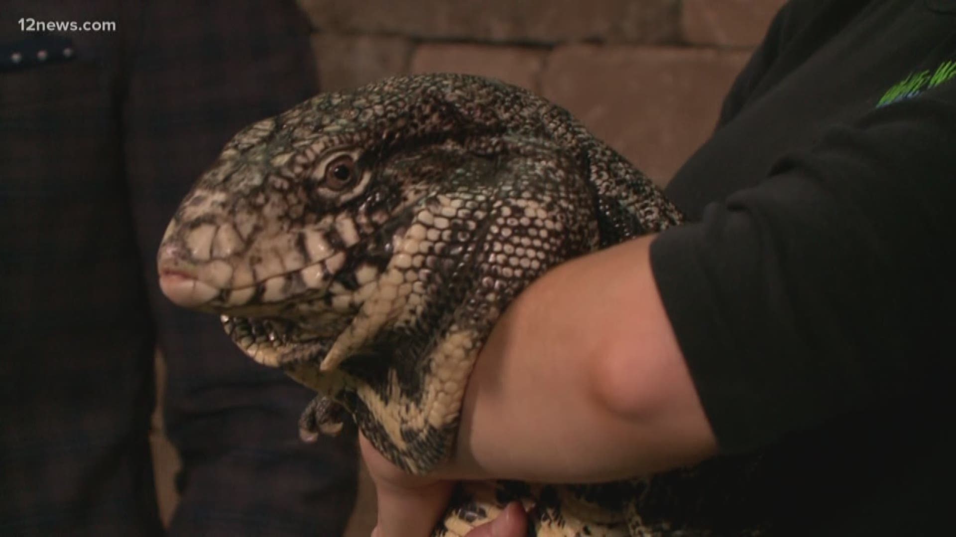 Some friends from the Wildlife World Zoo stopped by to say hello to the Today in AZ team. See Rachel and Paul chat with Titan, an Argentine Tegu.