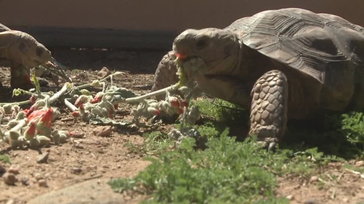¿Necesita una nueva mascota? Arizona Game & Fish tiene 200 tortugas del desierto para darlas en adopción