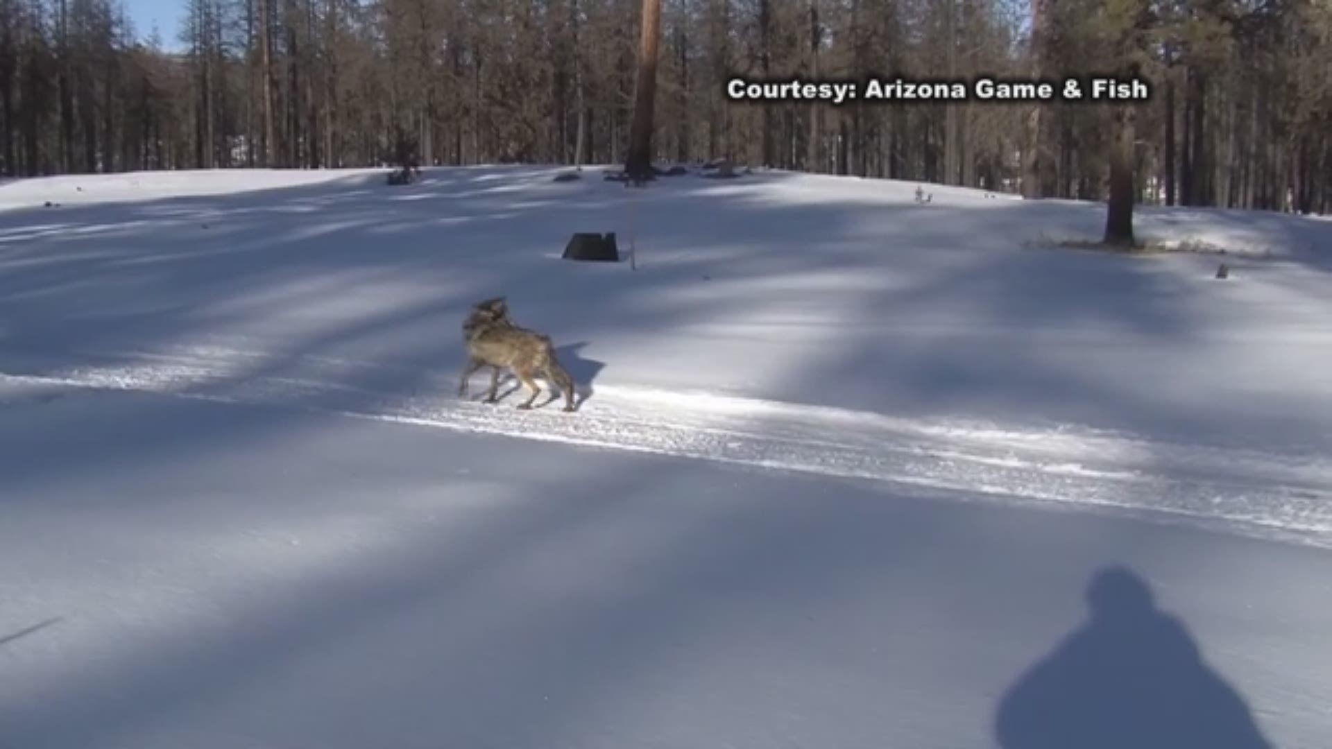 As part of the Mexican Wolf Recovery Project, The Arizona Game and Fish Department participates in the study and management of this endangered species. This video follows biologists as they capture, GPS collar and release young wolves back into the wild i