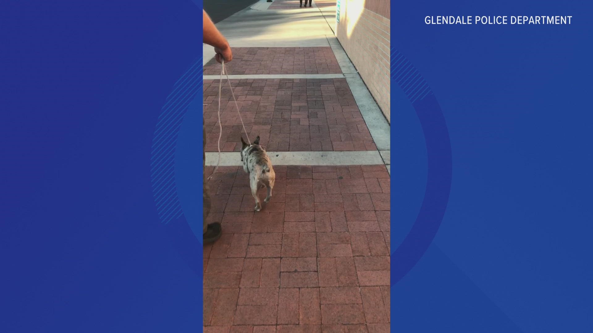 A French bulldog is back with its owner after it was kidnapped in Glendale during a walk. Here's a video of the happy reunion.