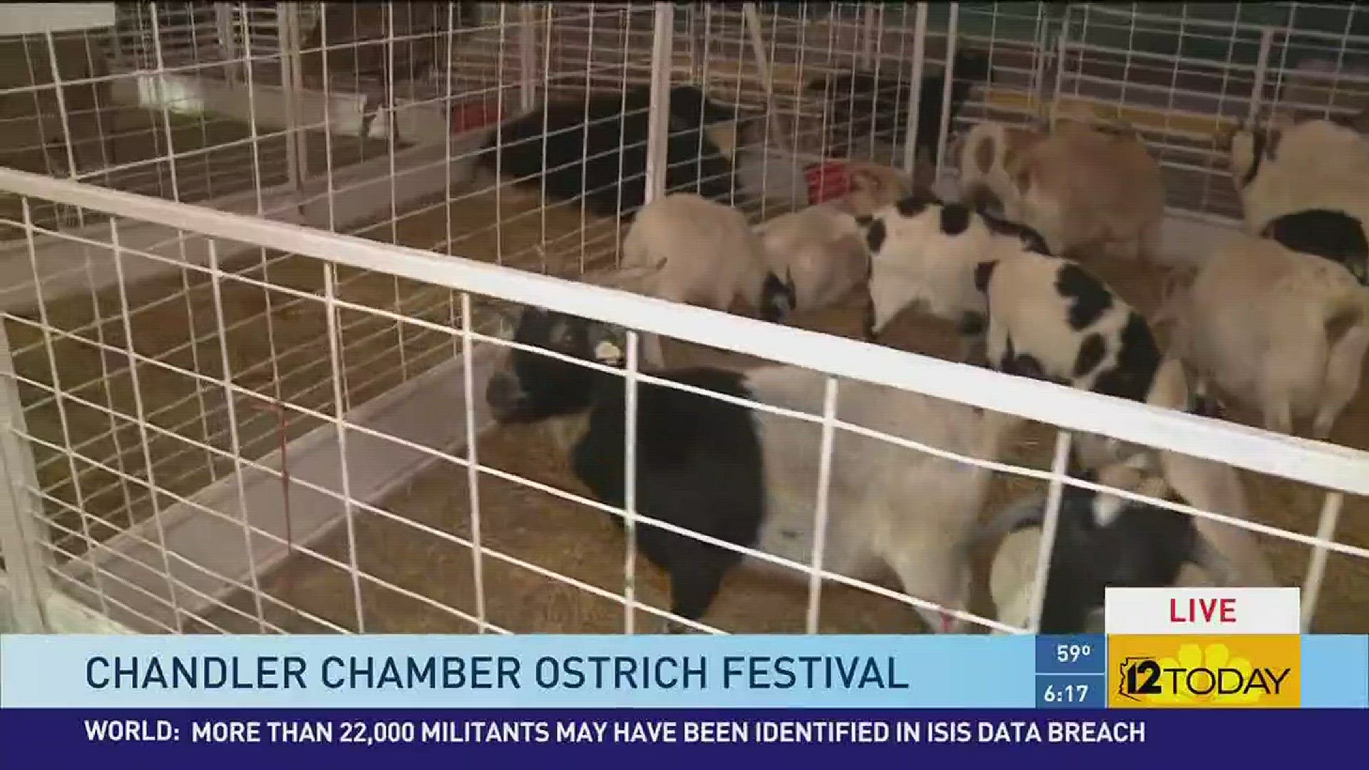 All kinds of animals are in Chandler for an ostrich festival March 11-13, 2016.