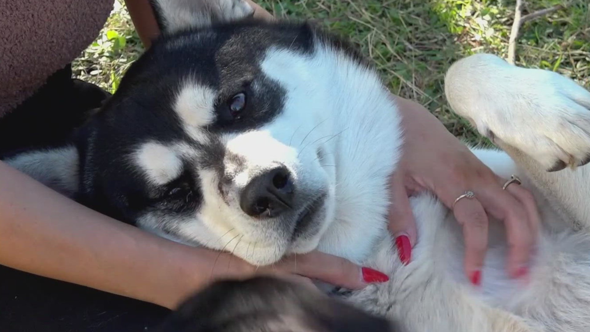 The dog and child were in their home’s backyard when the animal was randomly shot through a gate. He survived but now can’t bark.