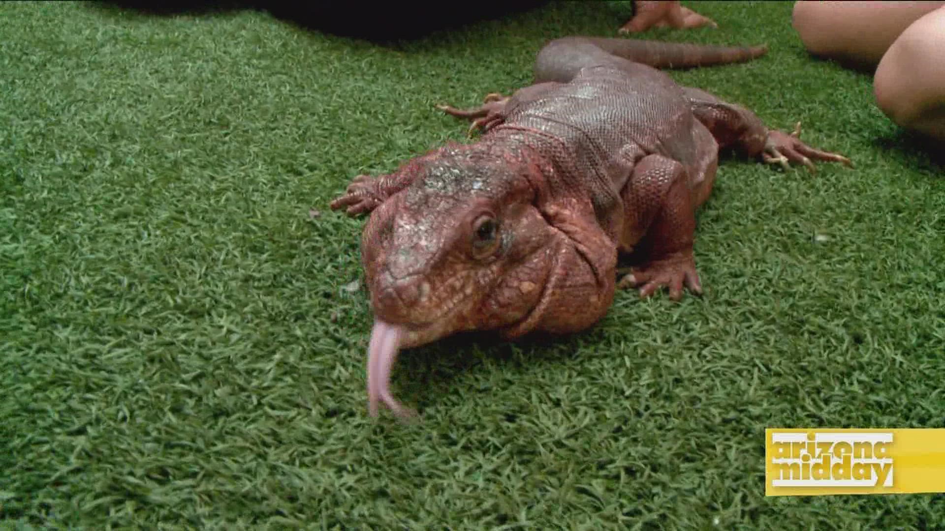 Danielle with the Wildlife World Zoo tells us all about Helios - a red tegu lizard.
