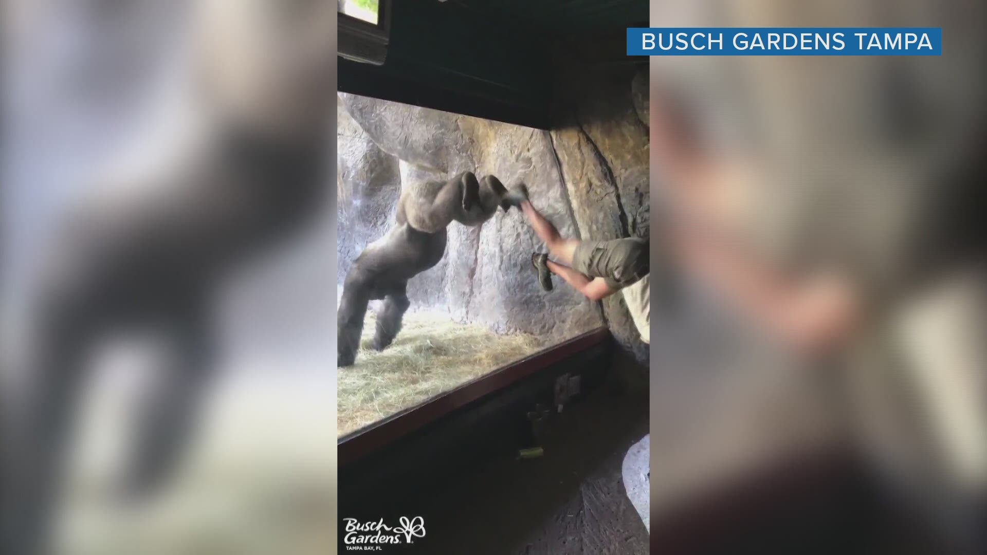 Bolingo at Busch Gardens Tampa Bay is caught on video mimicking its animal care specialist, Rachel, doing a quick handstand and "hugging" the glass.