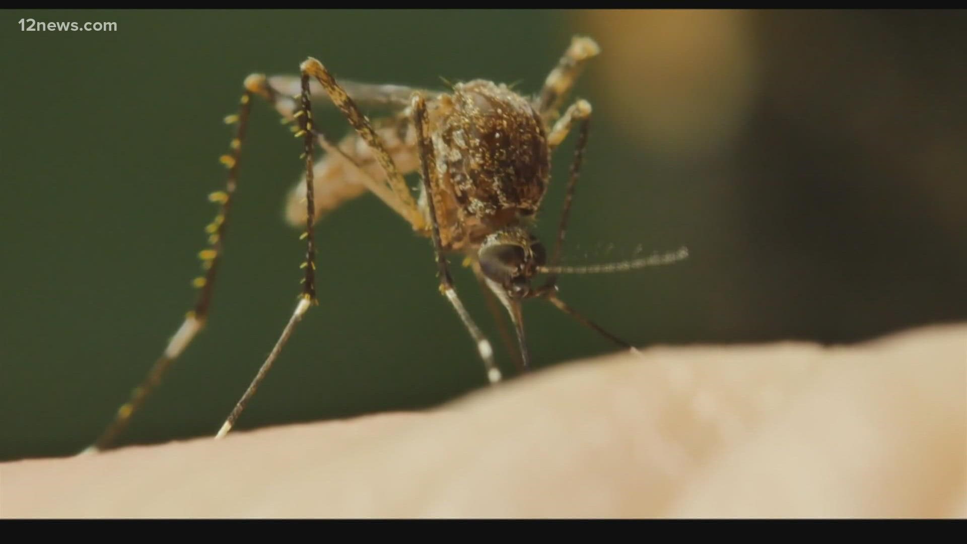 The wetter than normal monsoon season in Arizona is bringing out the mosquitoes. Here are some tips on to protect yourself from the pesky bugs.