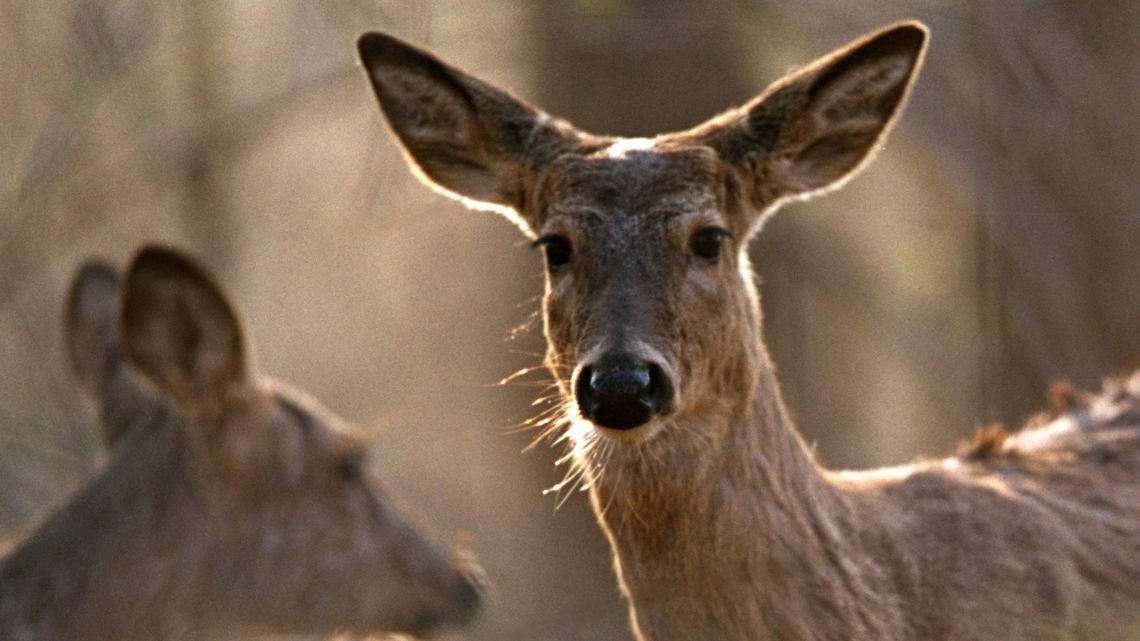 Arizona remains free of 'Zombie Deer Disease' — but neighbors aren't as lucky