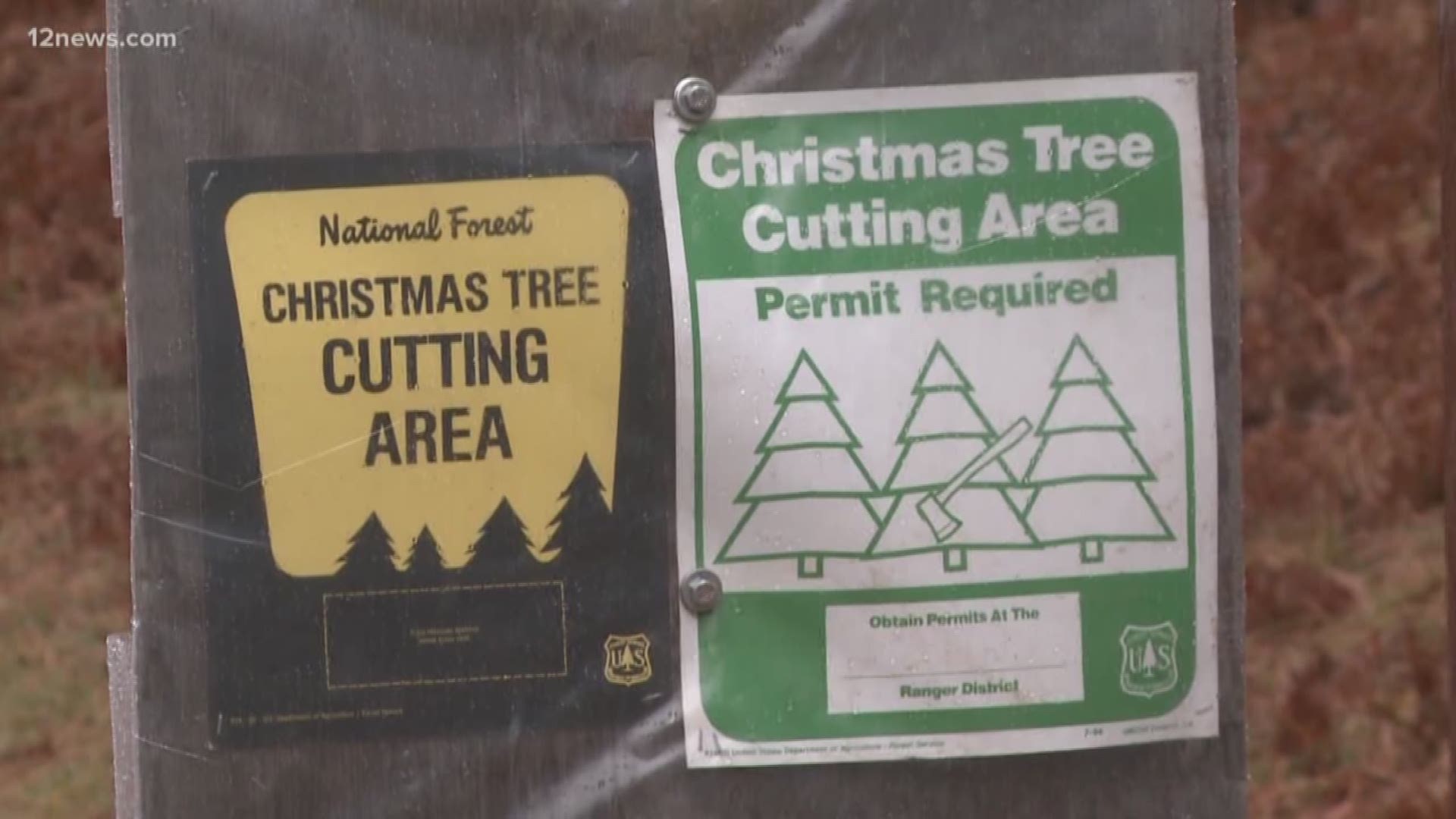 For the first time in decades the Coconino National Forest is allowing people to cut their own Christmas trees. Crowding of trees influenced the decision.