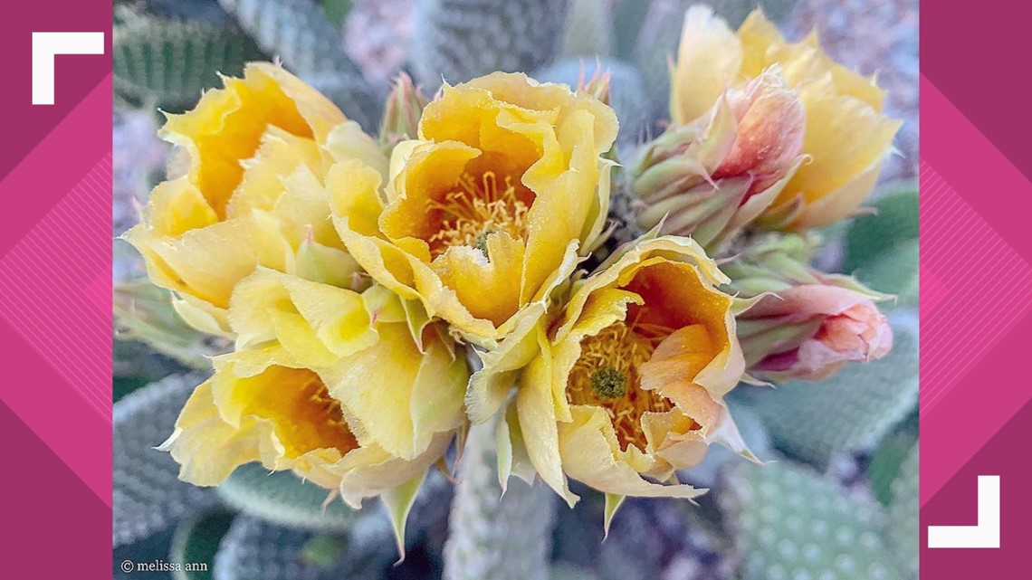 PHOTOS: Cactus flowers in bloom around Arizona | 12news.com