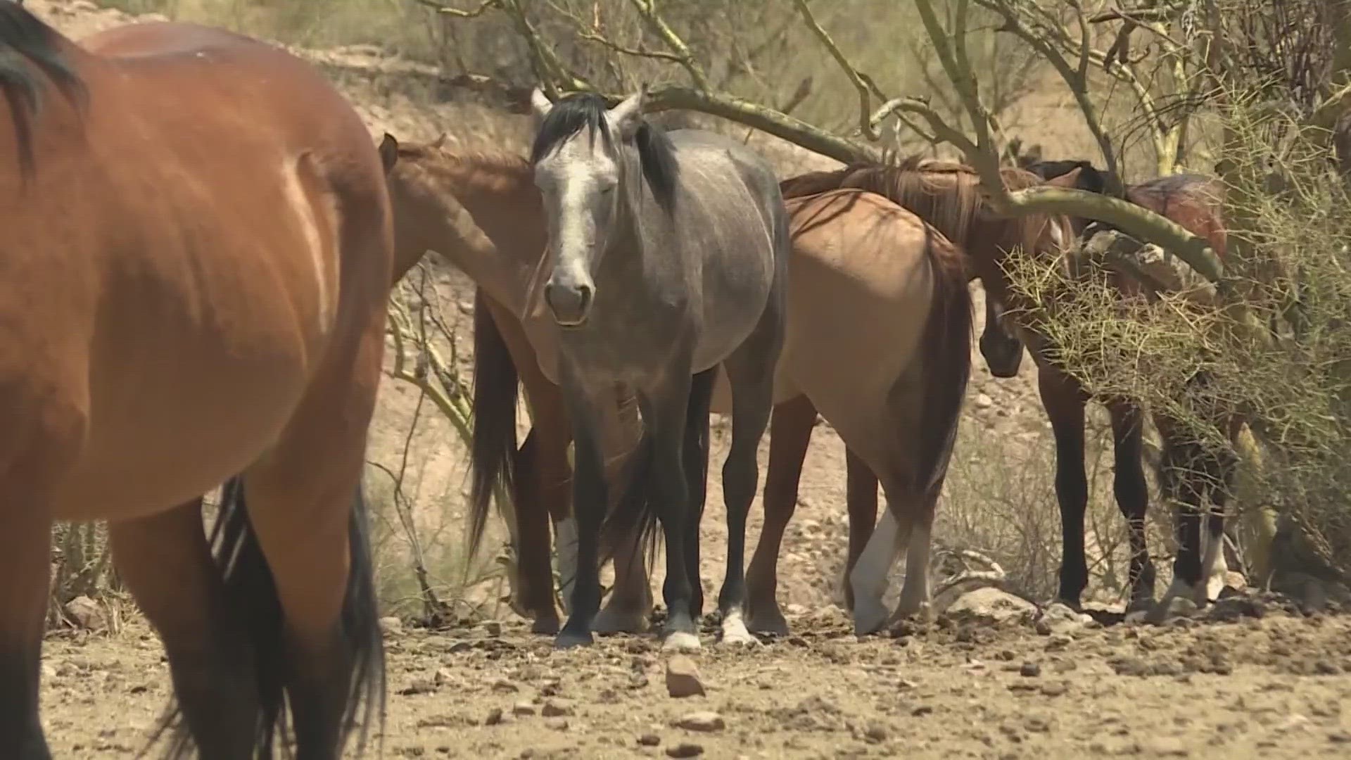A coalition of conservationists claimed the horses were damaging the habitats of endangered species and the forest service wasn't doing anything about it.