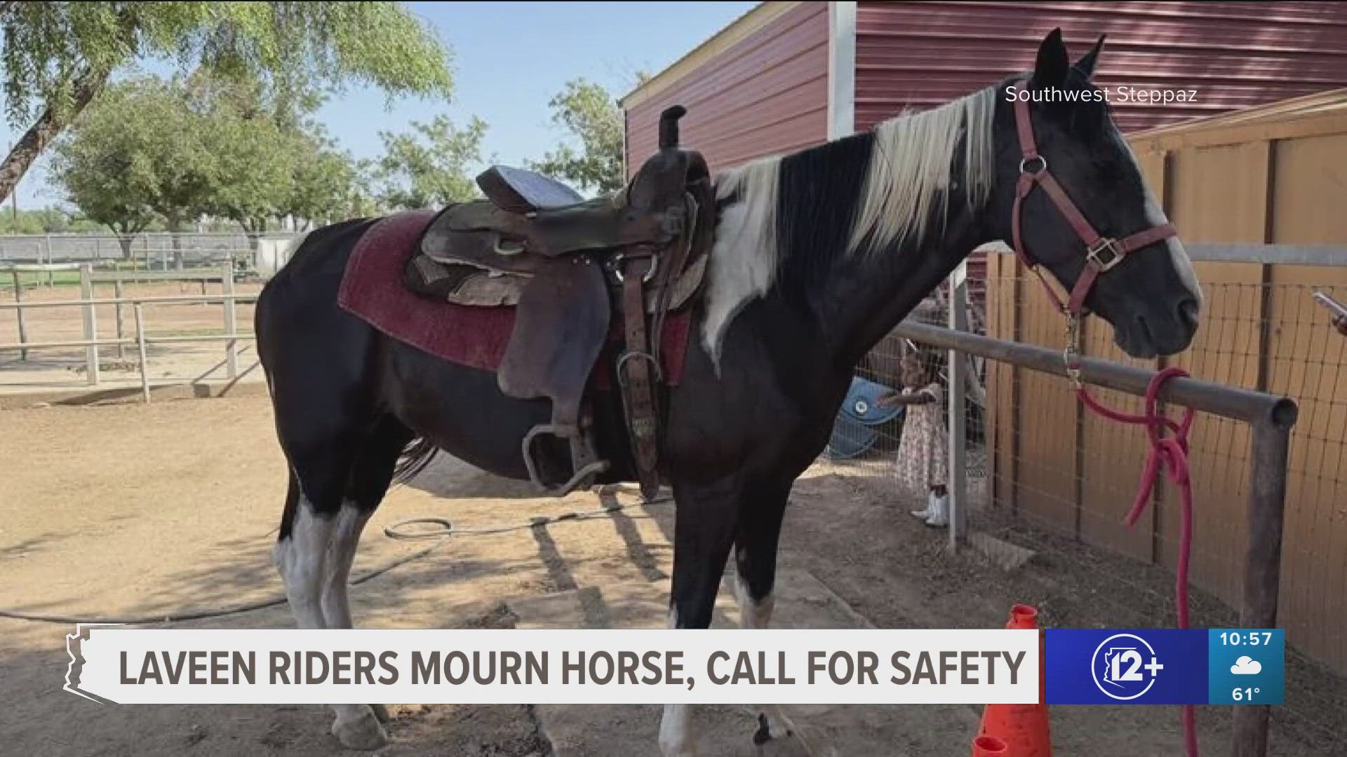 Horse euthanized after being hit by vehicle | 12news.com