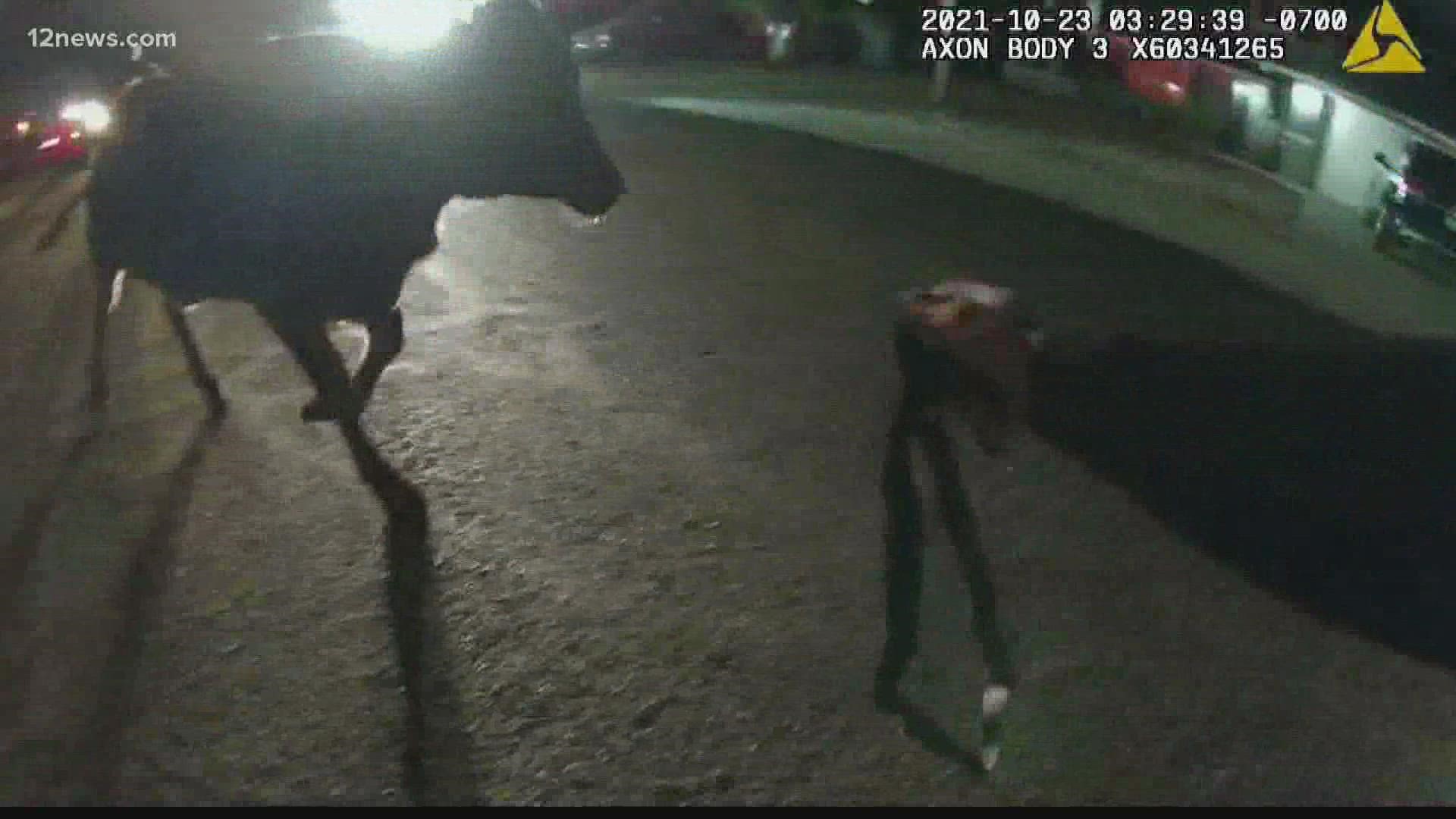 Glendale police officers chased after a cow Saturday that was running loose through a residential neighborhood near Cactus Road and 67th Avenue.