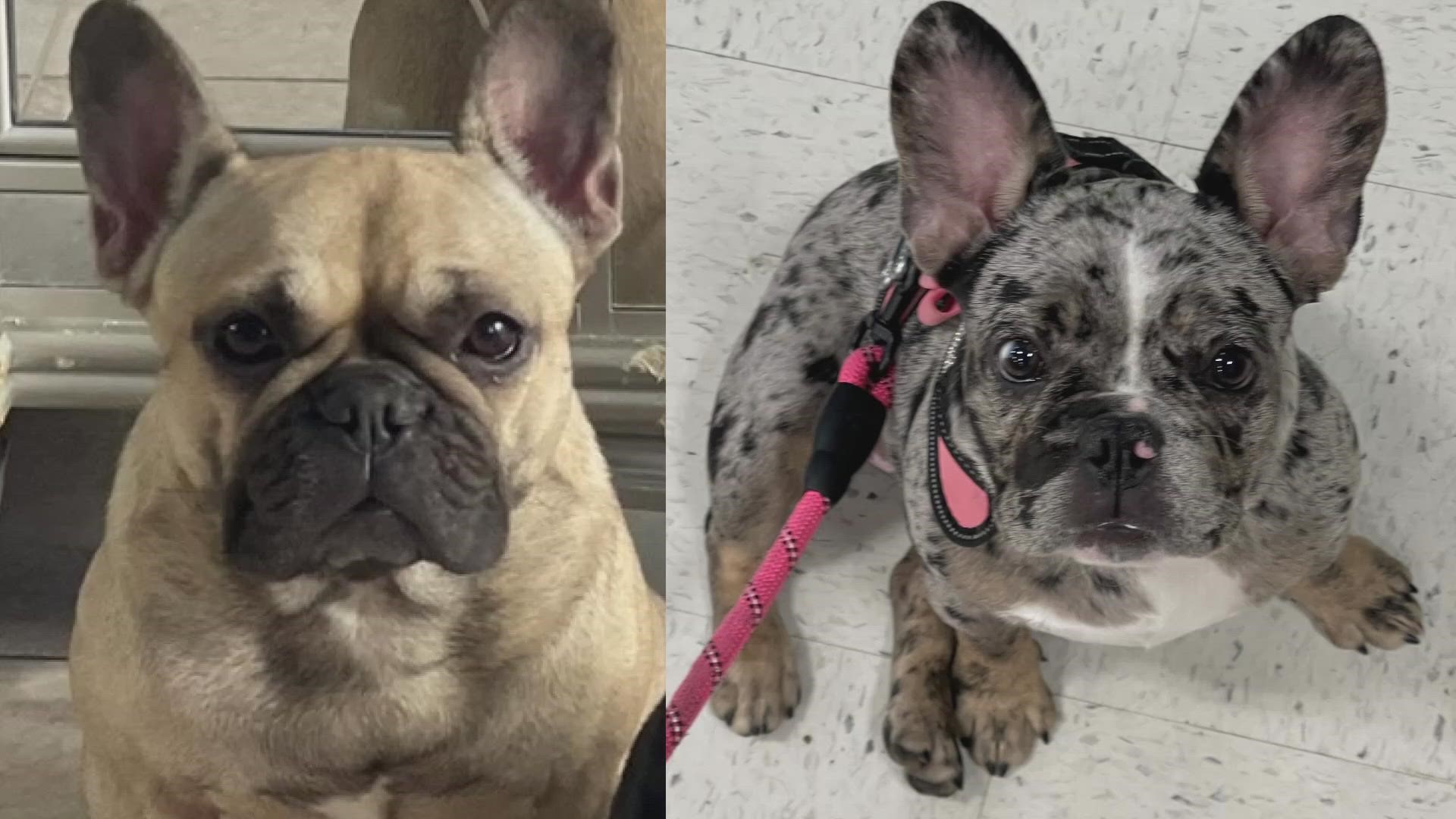 The owner of dogs stolen during a burglary in Valley is pleading for their return