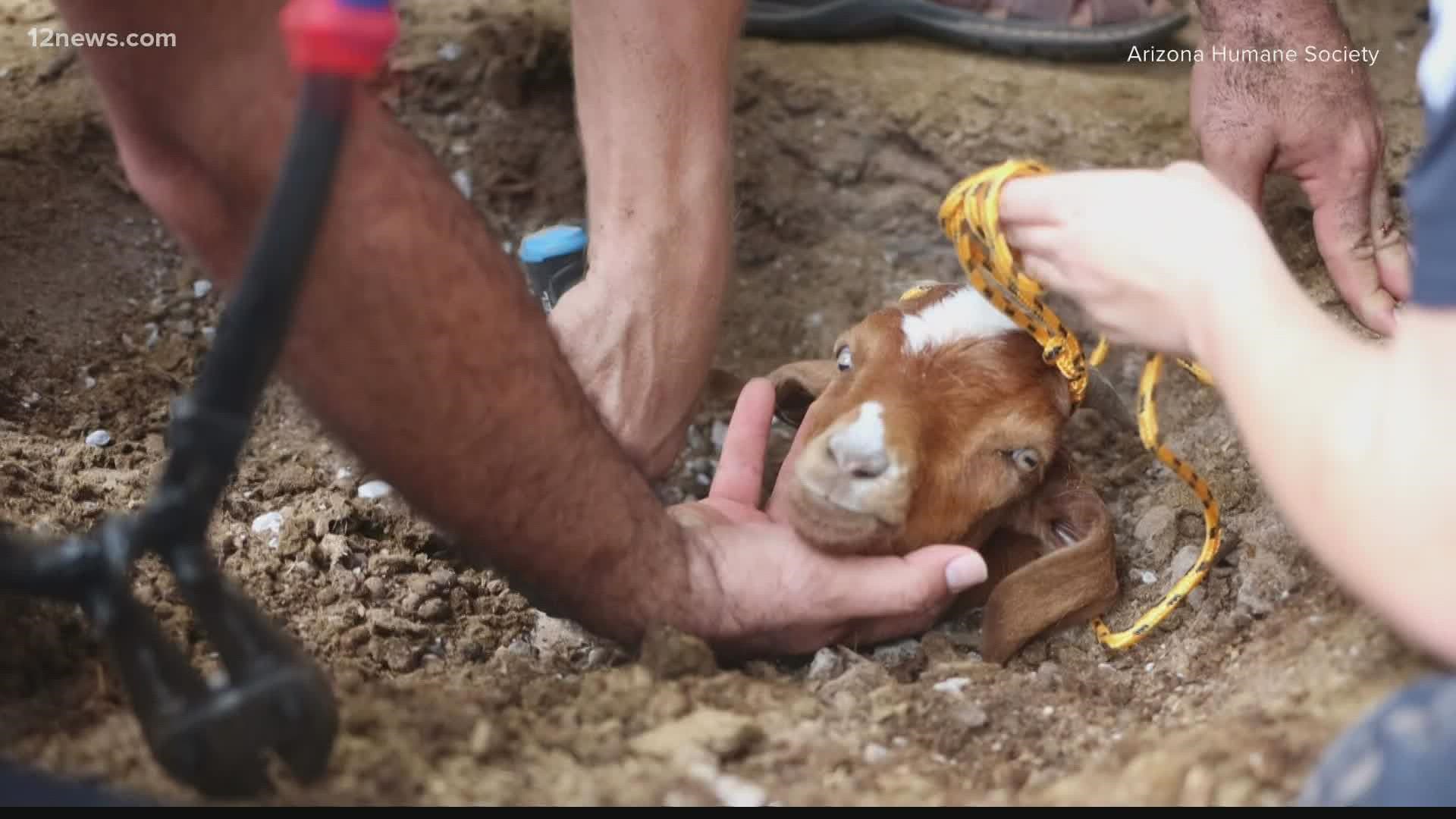 Emergency responders talk about how they rescued a baby goat after it got stuck in an irrigation pipe. Jess Winters has more on the story.