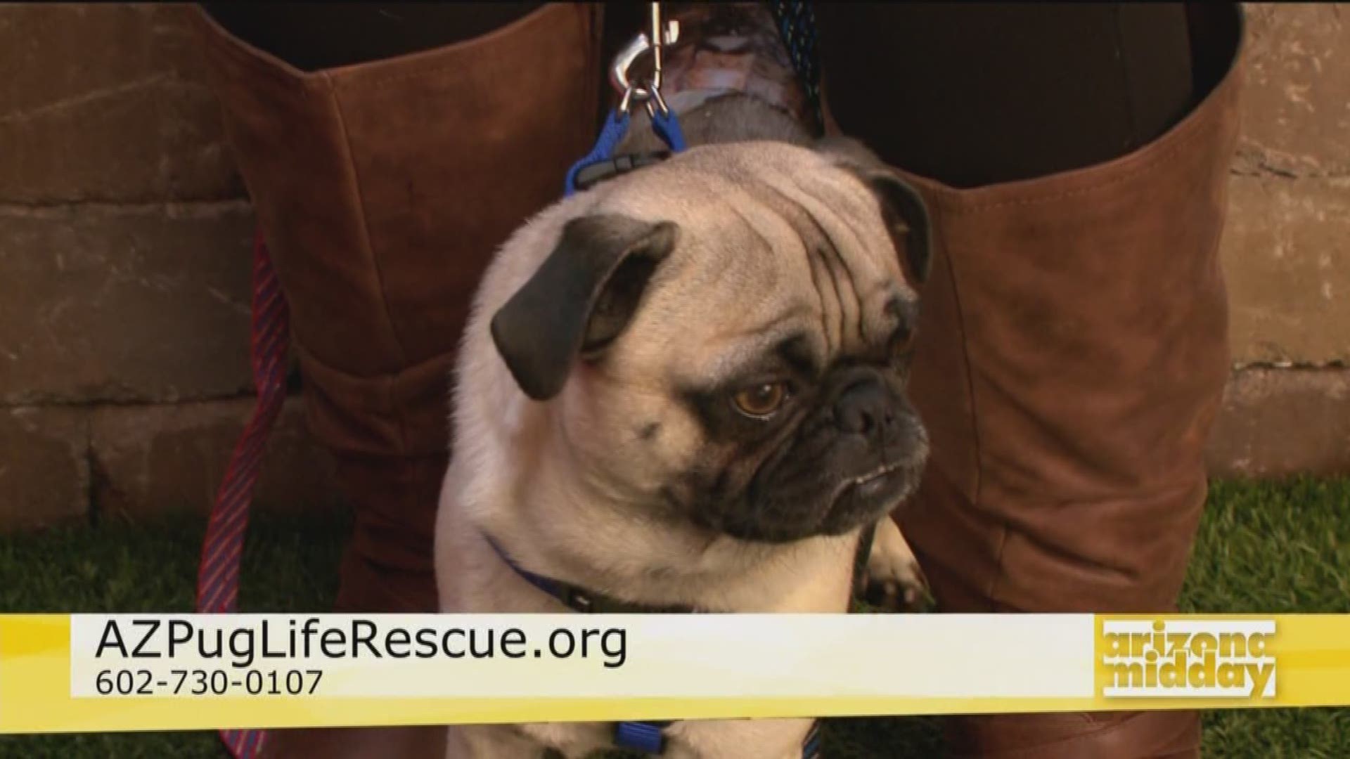 Susan of AZPUGLifeRescue.org gives us the scoop on pug adoptions and we meet an adorable duo!