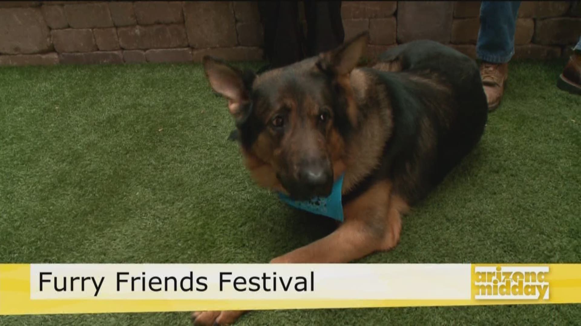 Brittany Rescue AZ's Robin Smith gives us a sneak peek of the Furry Friends Festival that begins this weekend