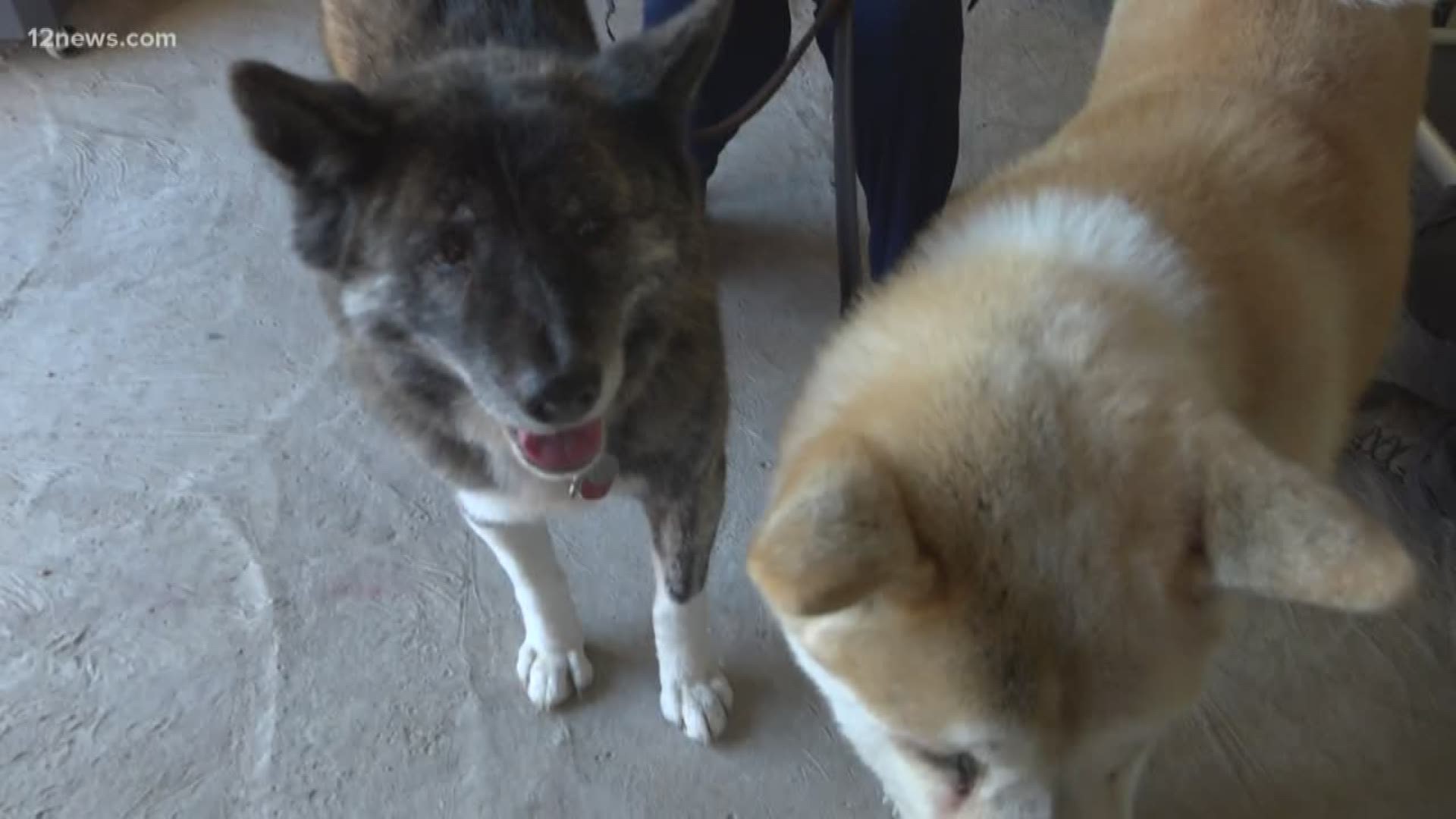 can a greyhound and a akita be friends