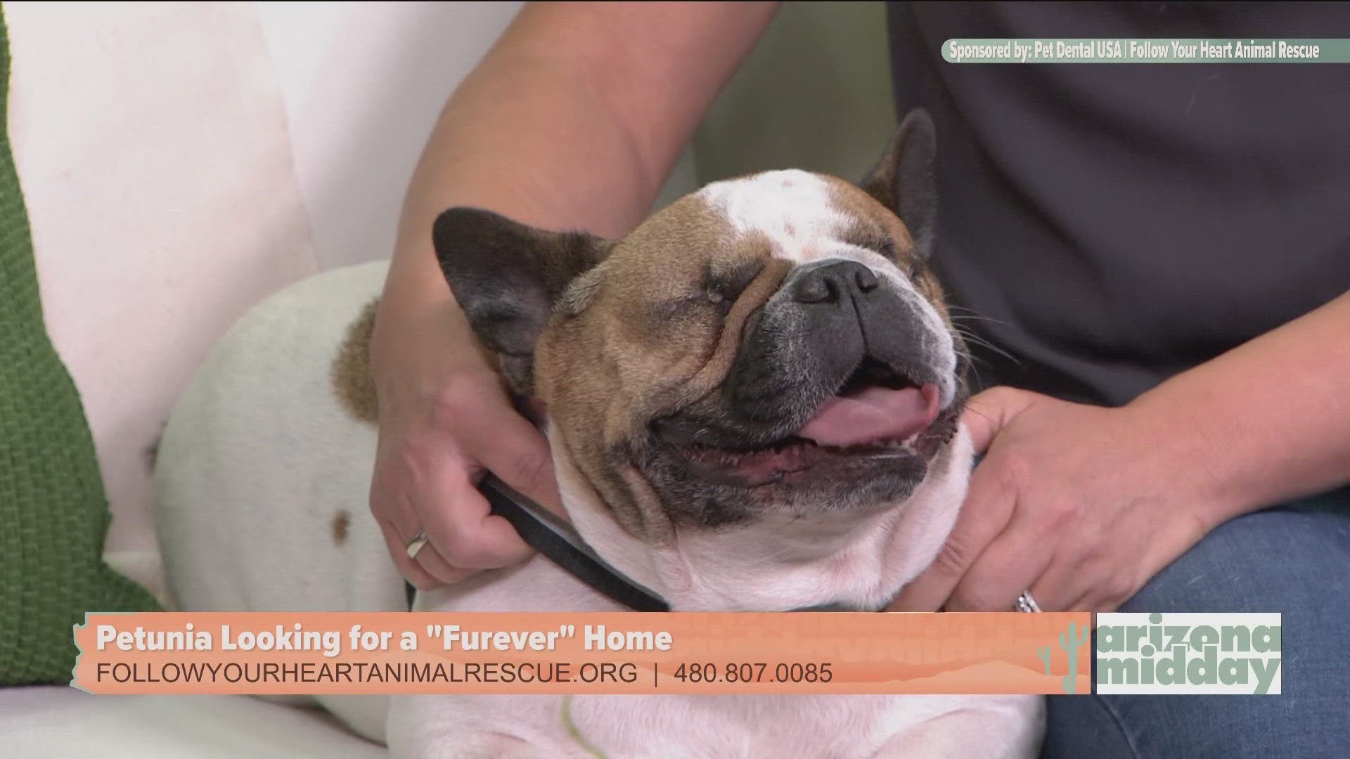 Follow Your Heart Animal Rescue brought Petunia to help find her “furever” home and to lend Krystle a helping paw with this weekend’s Fido’s Forecast.