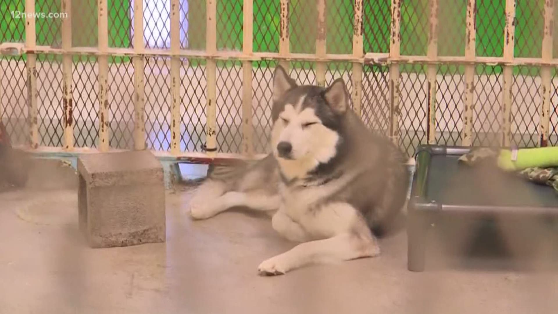 Over 50 dogs rescued from an East Valley shelter earlier this month are doing well and on the road to recovery. The dogs were rescued from Shelter Paws Animal Rescue.