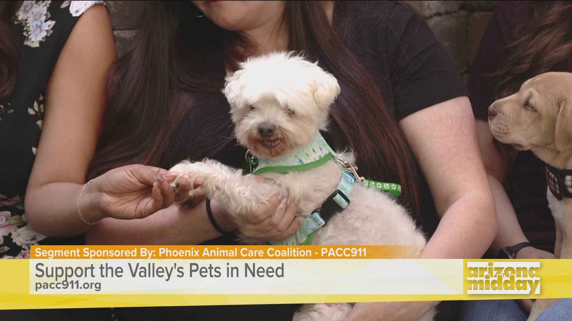 Bari Mears with PACC911 stops buy with some pups to tell us about an adoption event happening this Saturday at Toyota of Surprise.