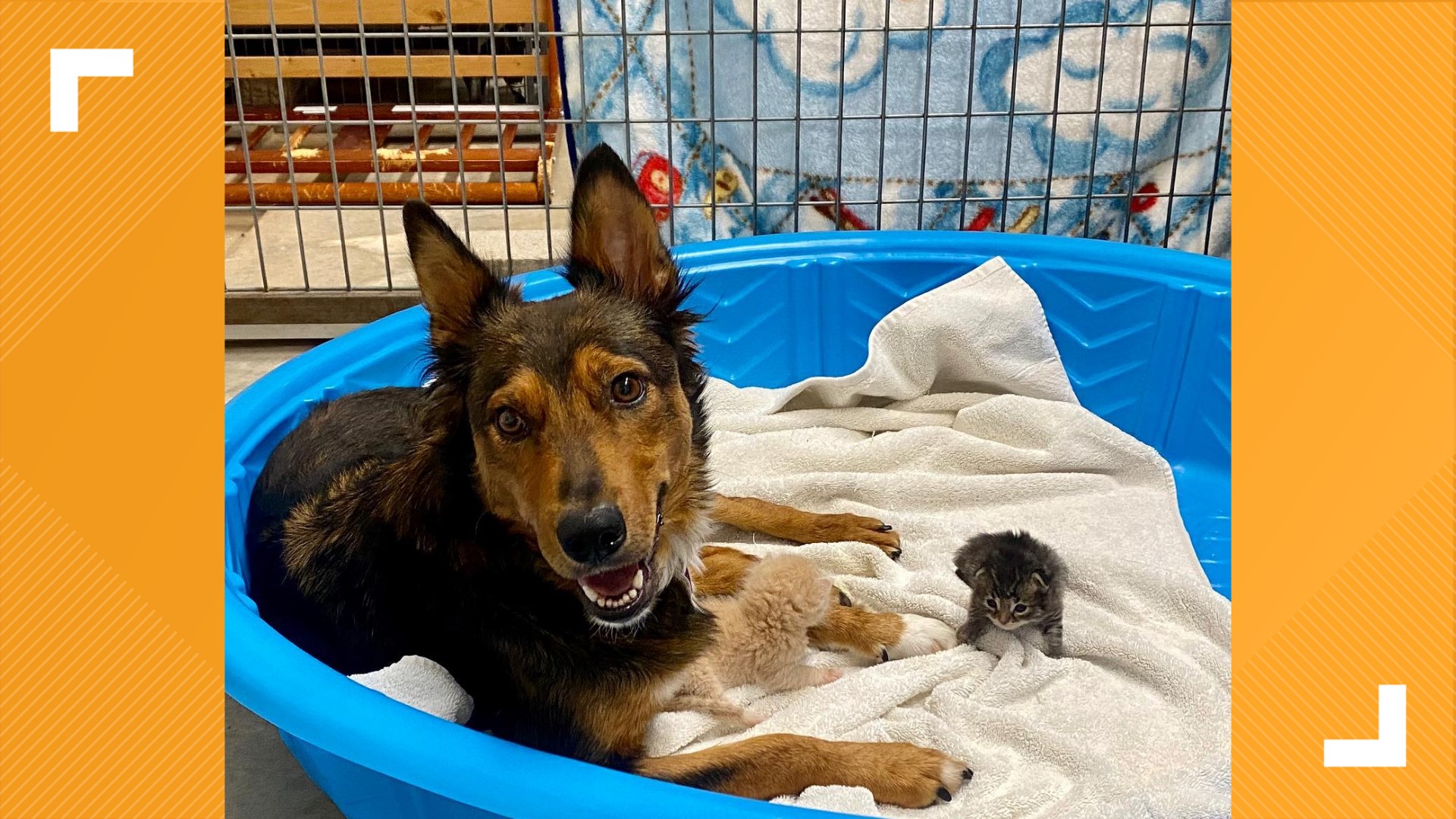 Mother dog 'adopts' orphaned kittens after losing her puppies | 12news.com