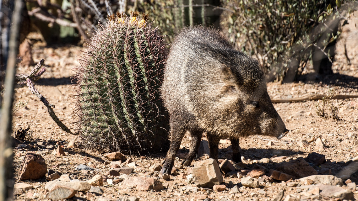 2,200 permittags for spring javelina hunts remain, Arizona officials say
