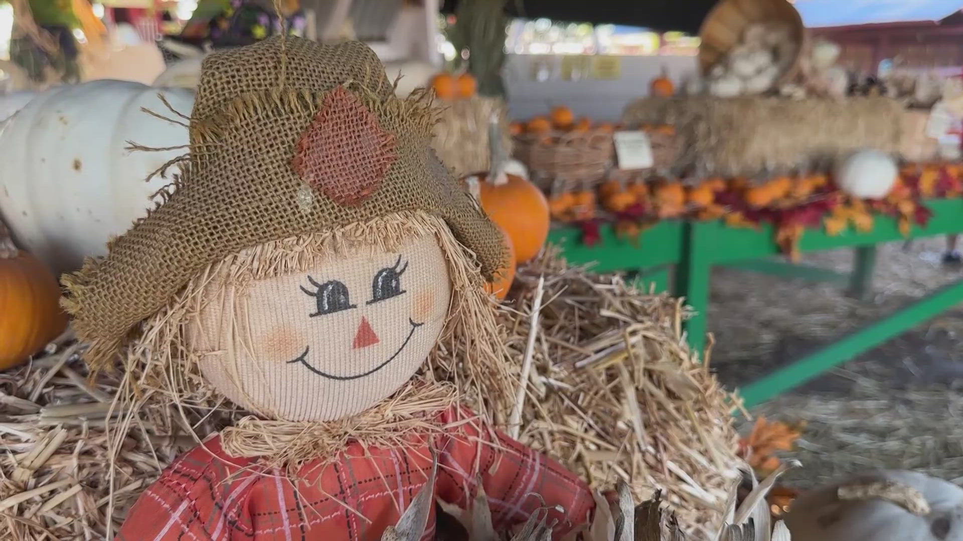 The heat is ruining pumpkins in Phoenix and making it hard for people to get into the fall spirit.