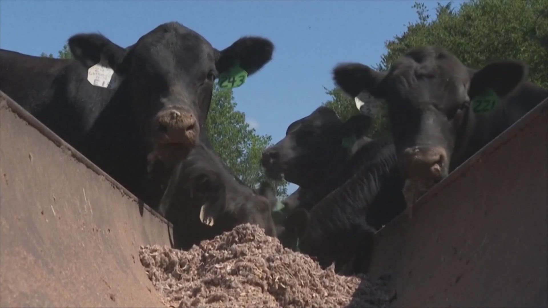 Beef prices reach record highs due to a cattle shortage, the Arizona Cattler Growers Association says.
