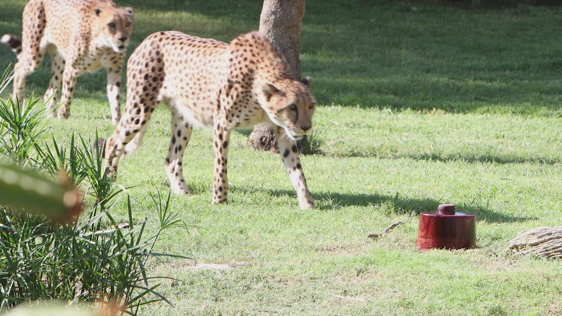 Cheetah brothers enjoy a delicious frozen treat