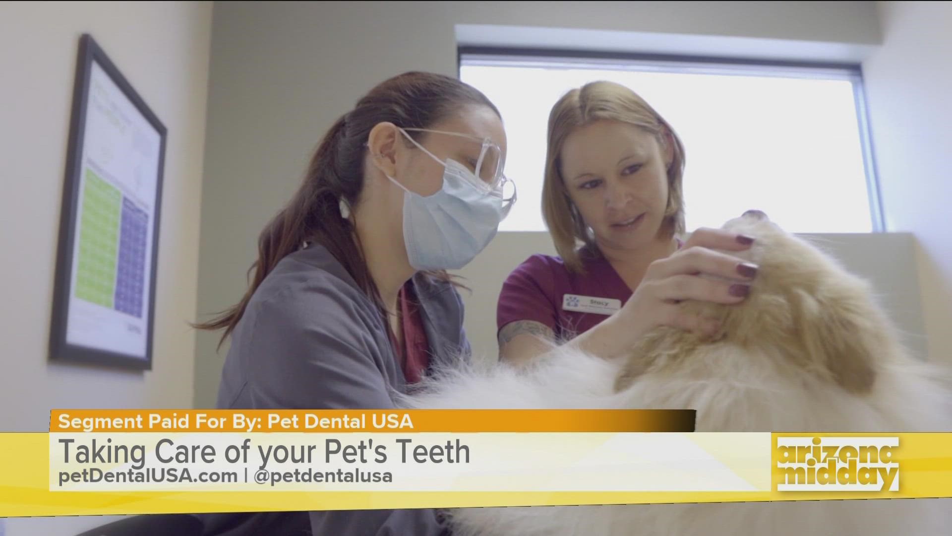 Dr. Kerry Mead with Pet Dental USA talks about the importance of keeping your pets teeth healthy and clean.