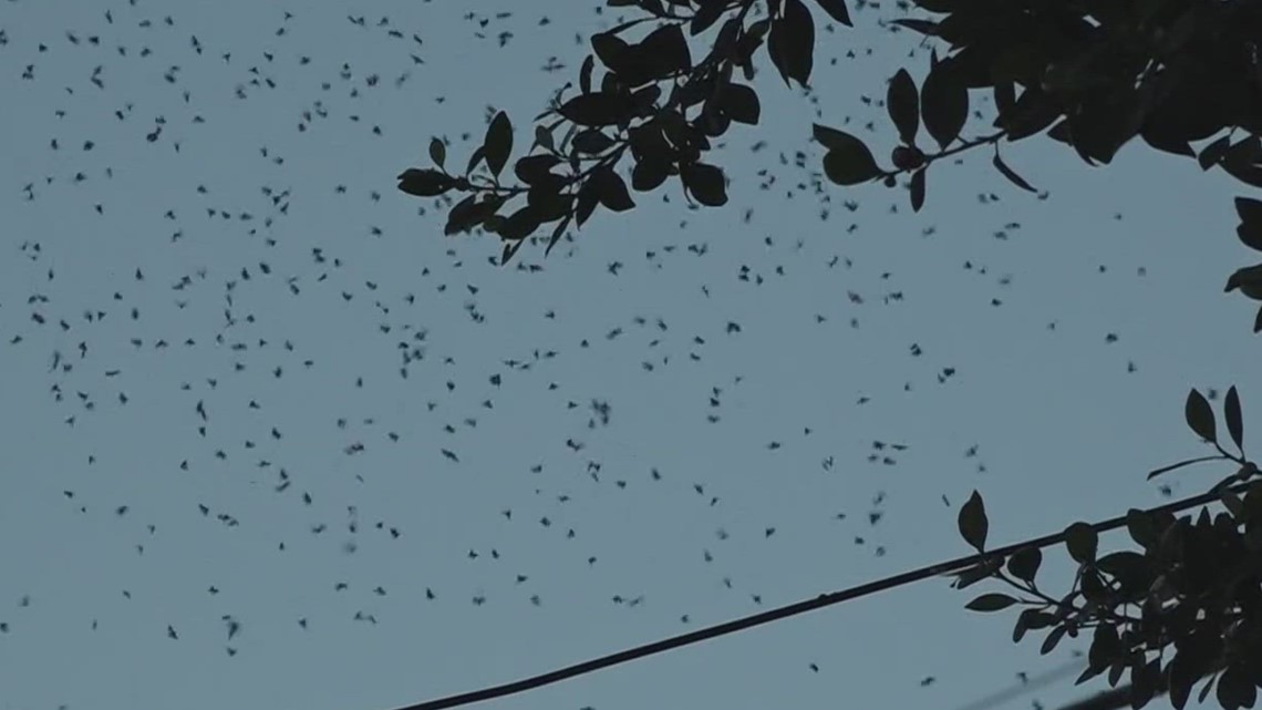 Moths take over Phoenix neighborhood - Vimarsana News