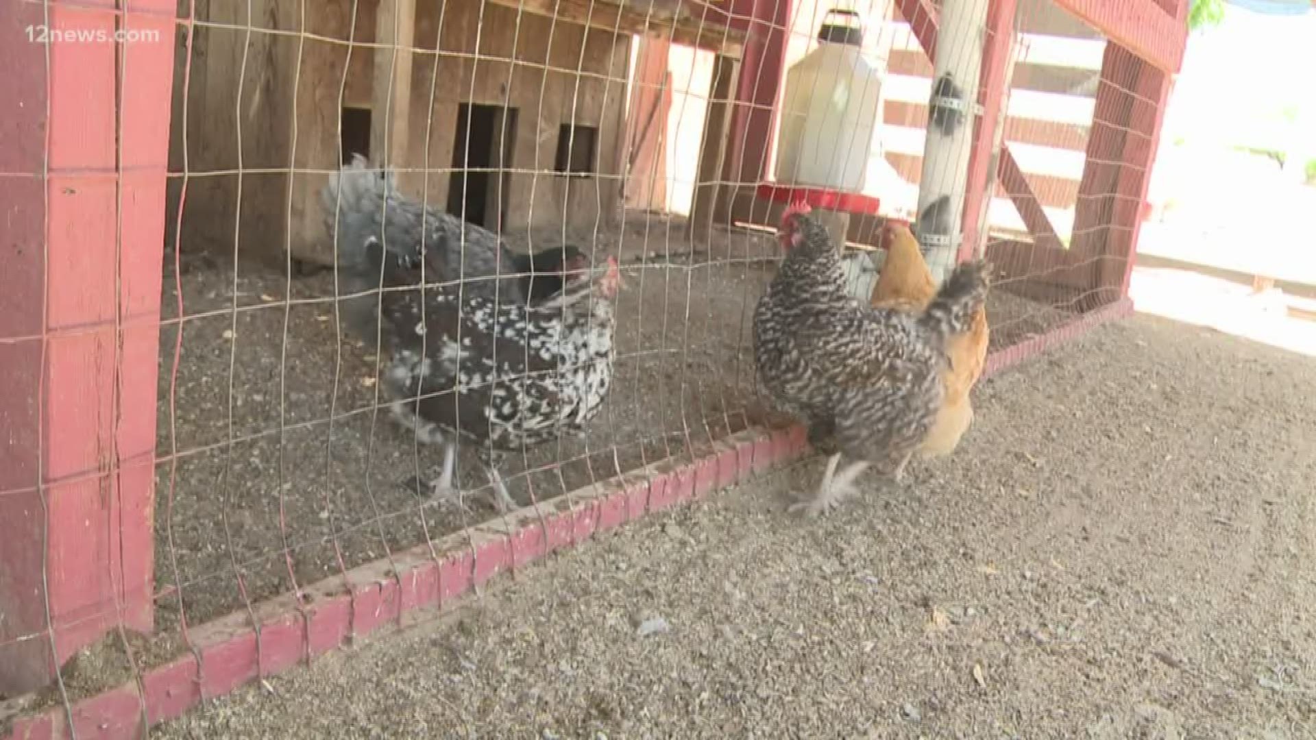 Lots of people are buying chicks to raise chickens for eggs. Here's how to take care of them in the Arizona heat.