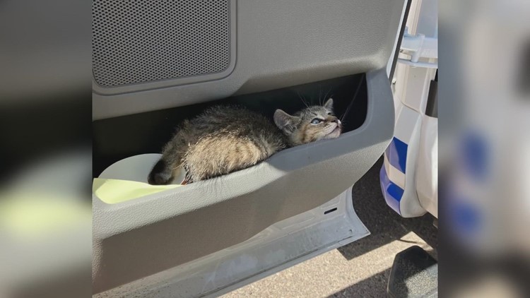 ADOT worker saves kitten stuck on Arizona freeway
