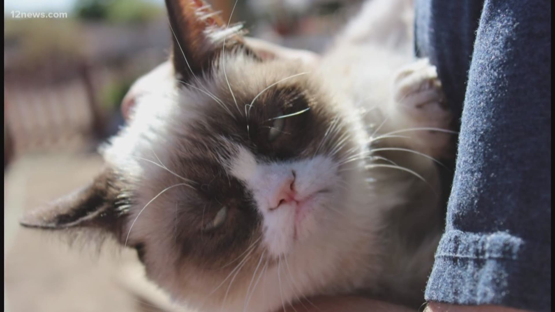Did you know the internet's most famous cat, Grumpy Cat, was born and lived in Arizona? Sadly, she passed away on Friday. We take a look back at her seven-year career.