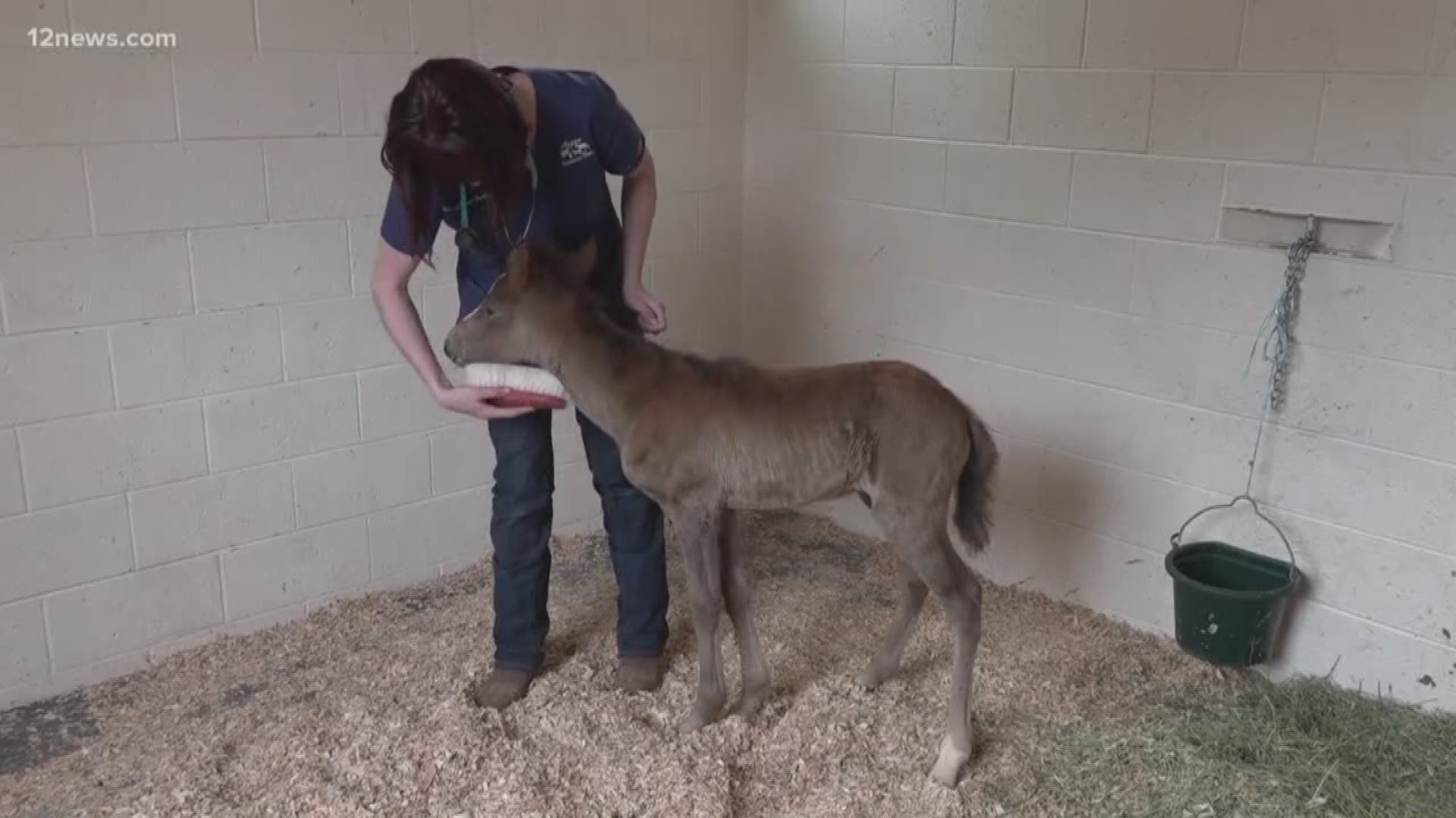 A 3-week-old foal is receiving care to help her recover from the after-effects of starvation and dehydration. She is the sole survivor of a wild horse die-off discovered last week.