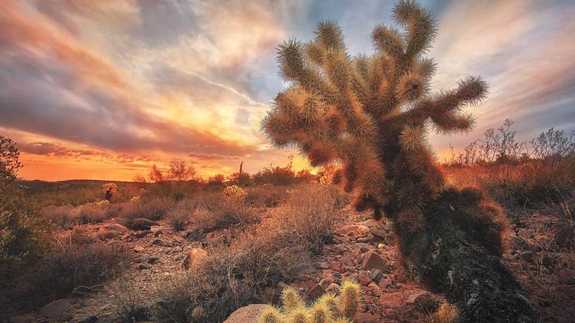 Bagaimana Arizona akan mengisi kembali lanskap hangusnya?