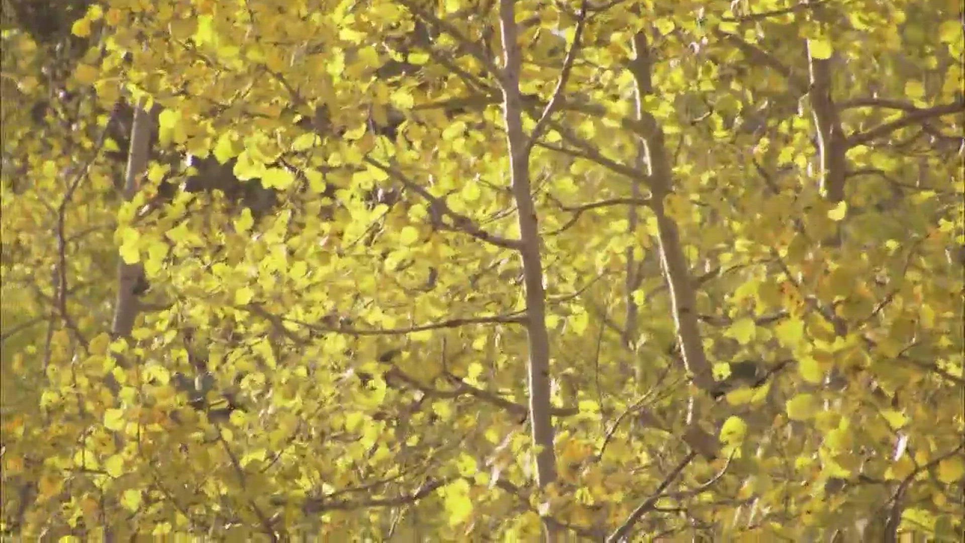 Yes, trees do change colors during the Arizona fall.