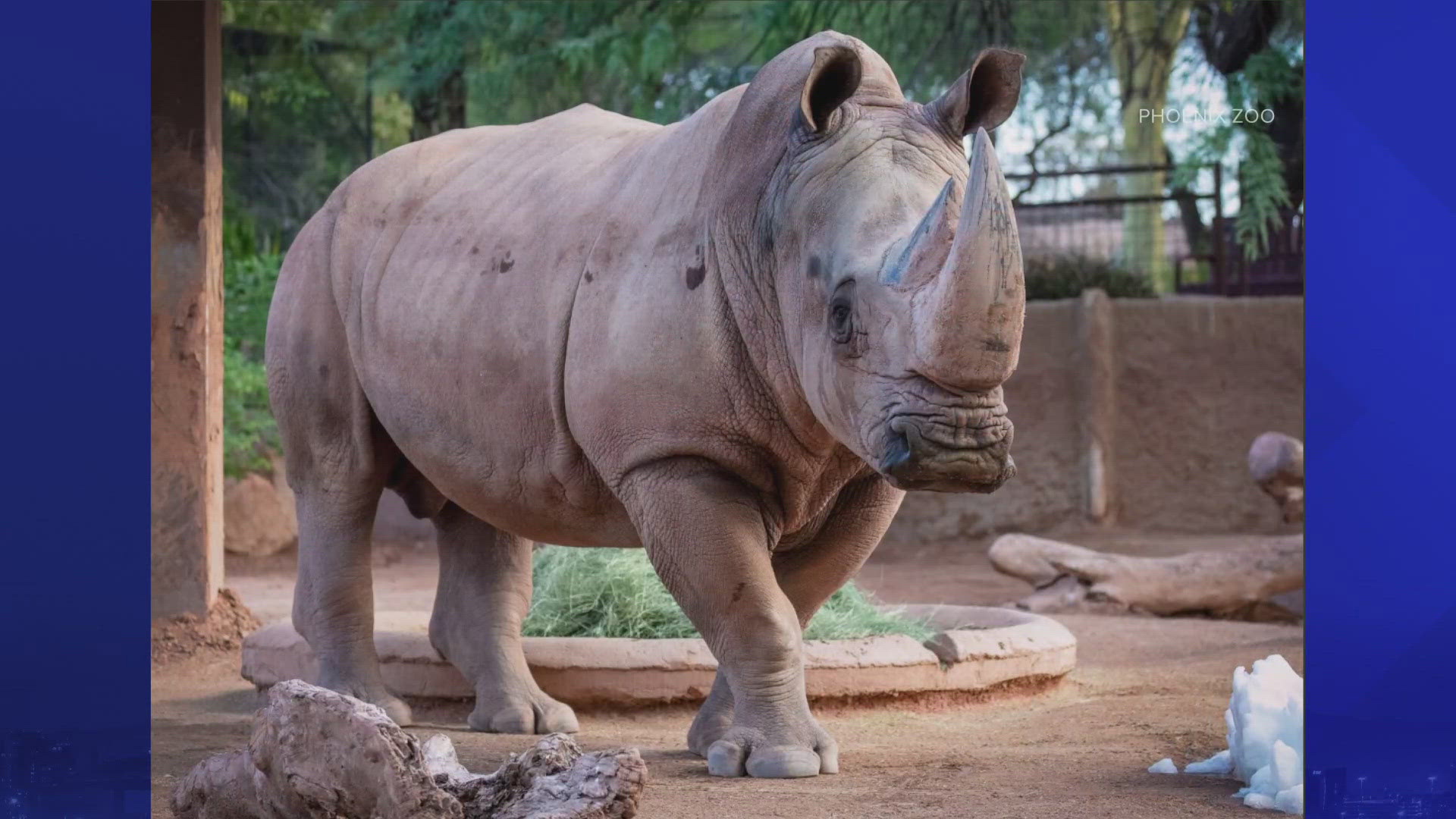 Howard the rhinoceros came to the Phoenix Zoo in 2020 from a zoo in Florida and was suffering from "a protracted and progressive neurological condition."